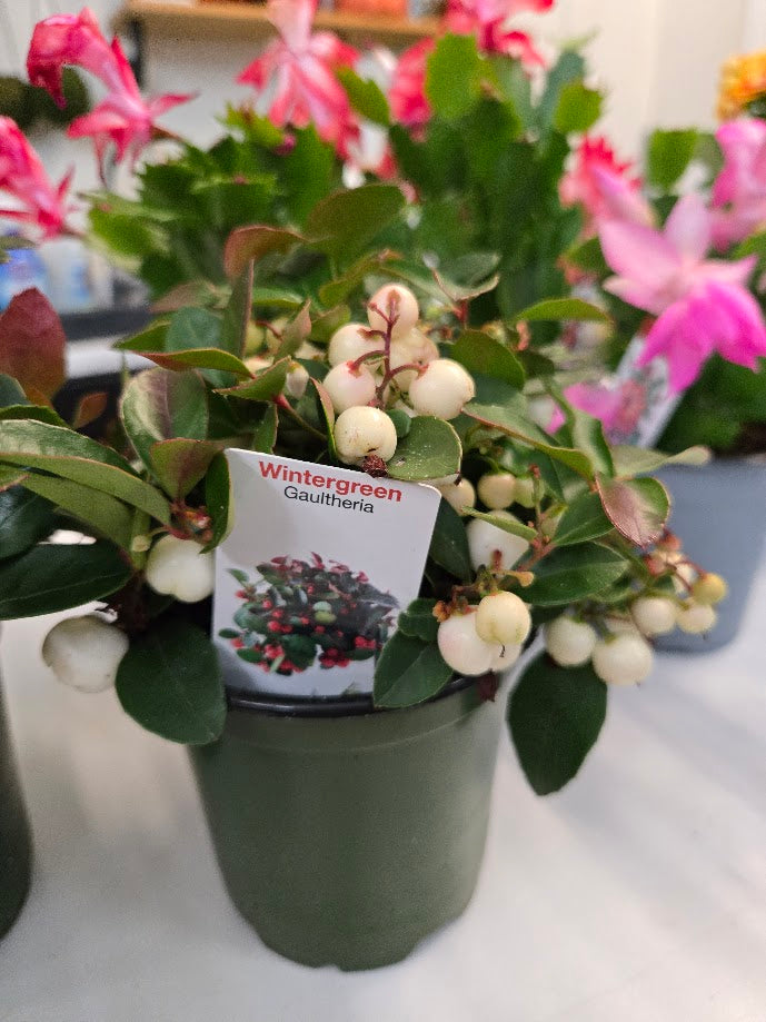 4" Winterberry