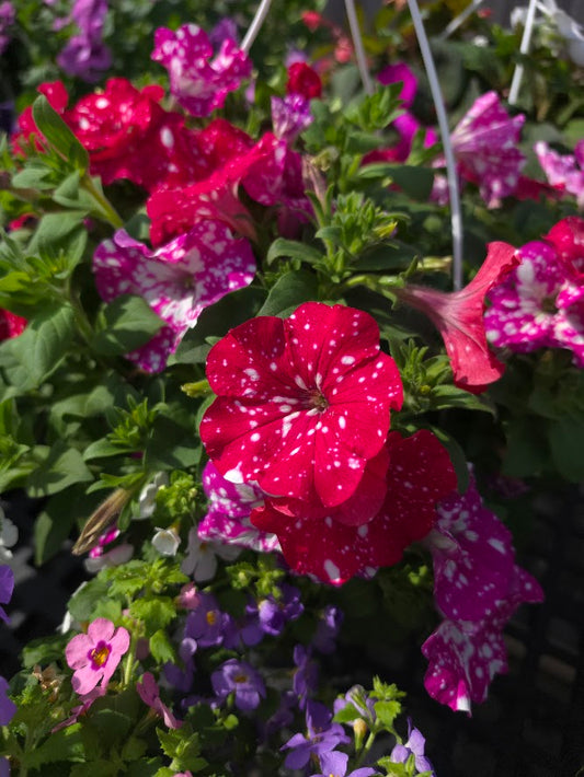 Annual Hanging Basket