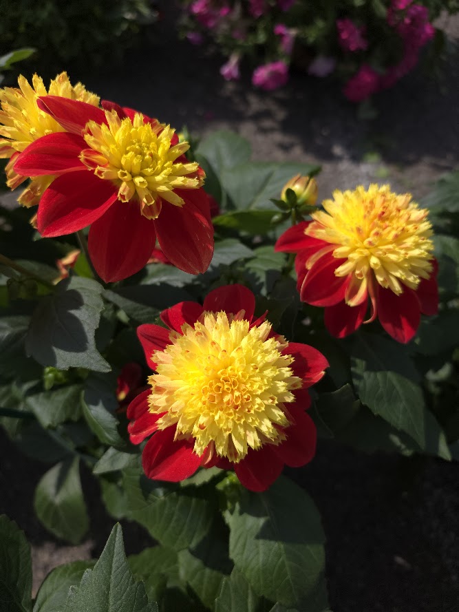 Dahlia Assorted