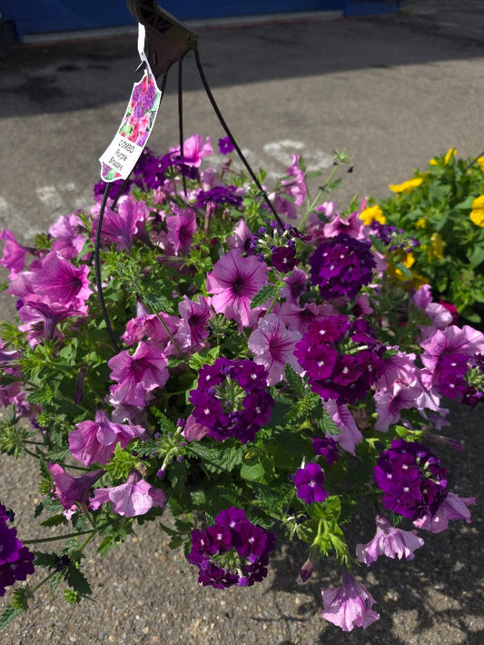 Combo Hanging Basket
