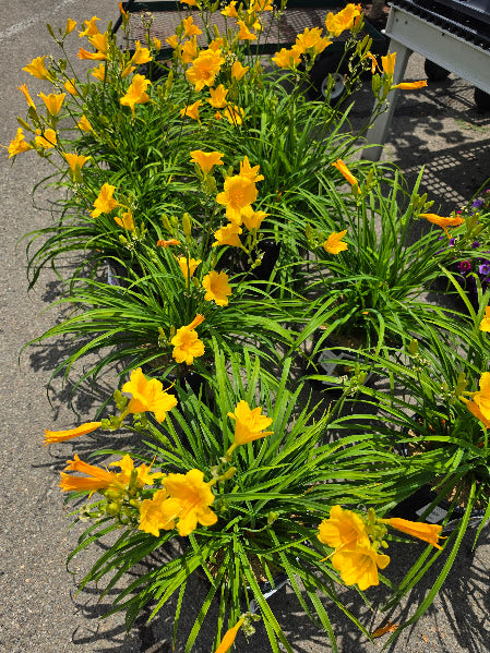 Daylily 'Stella de Oro'