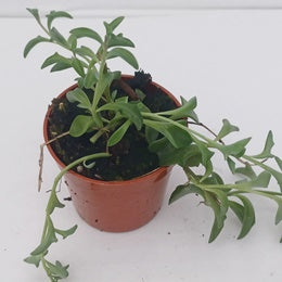 String Of Dolphins
