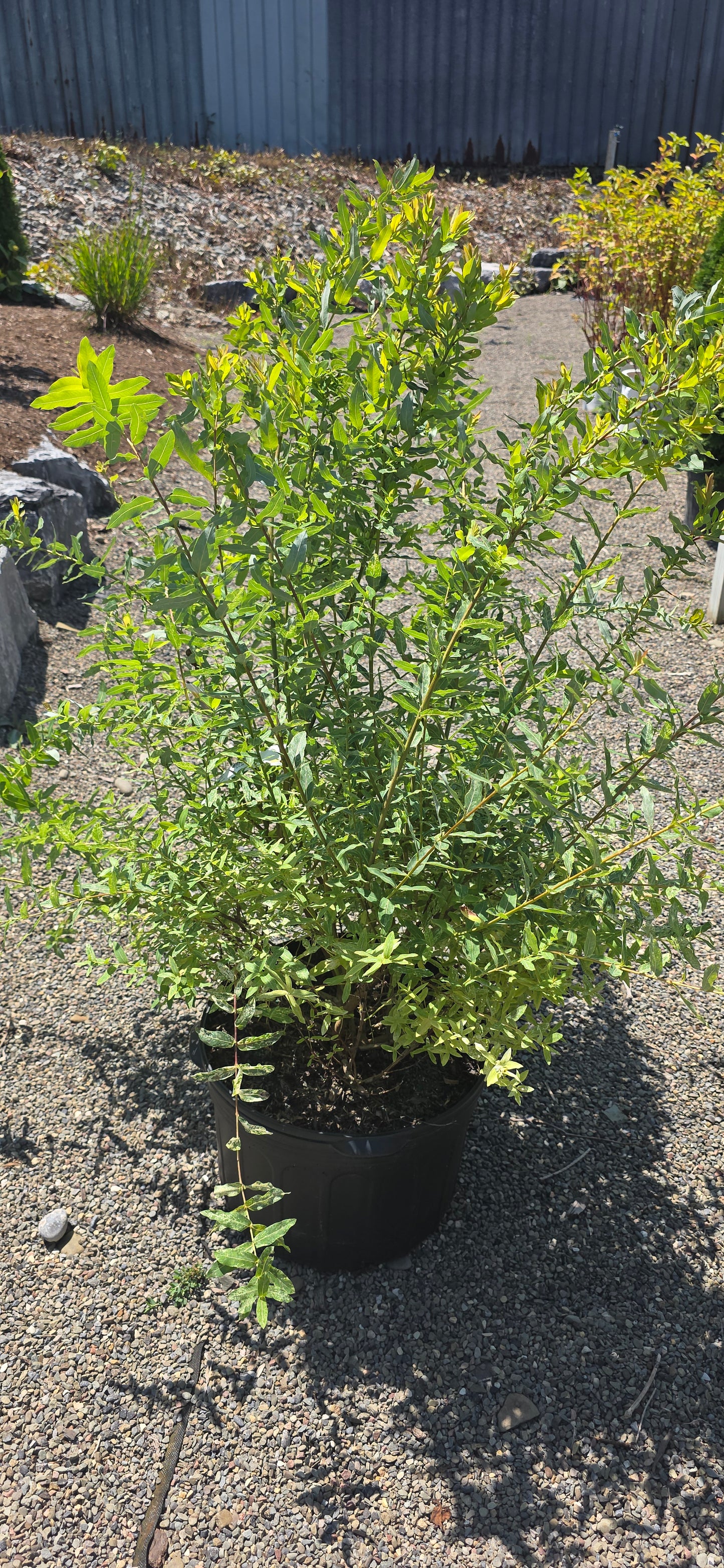 Willow 'Hakuro Nishiki'