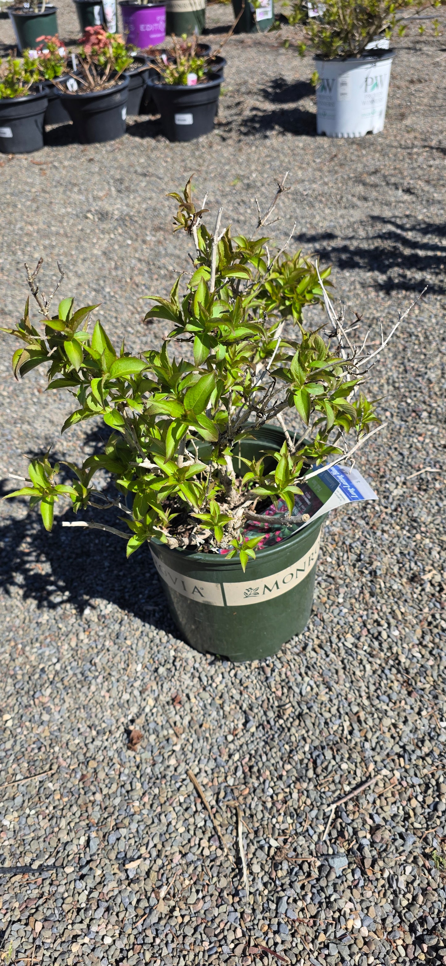 Crimson Kisses Weigela