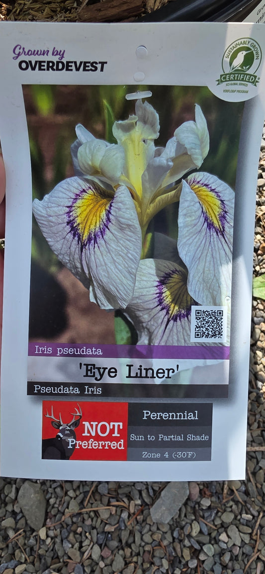 Iris 'Eye Liner'