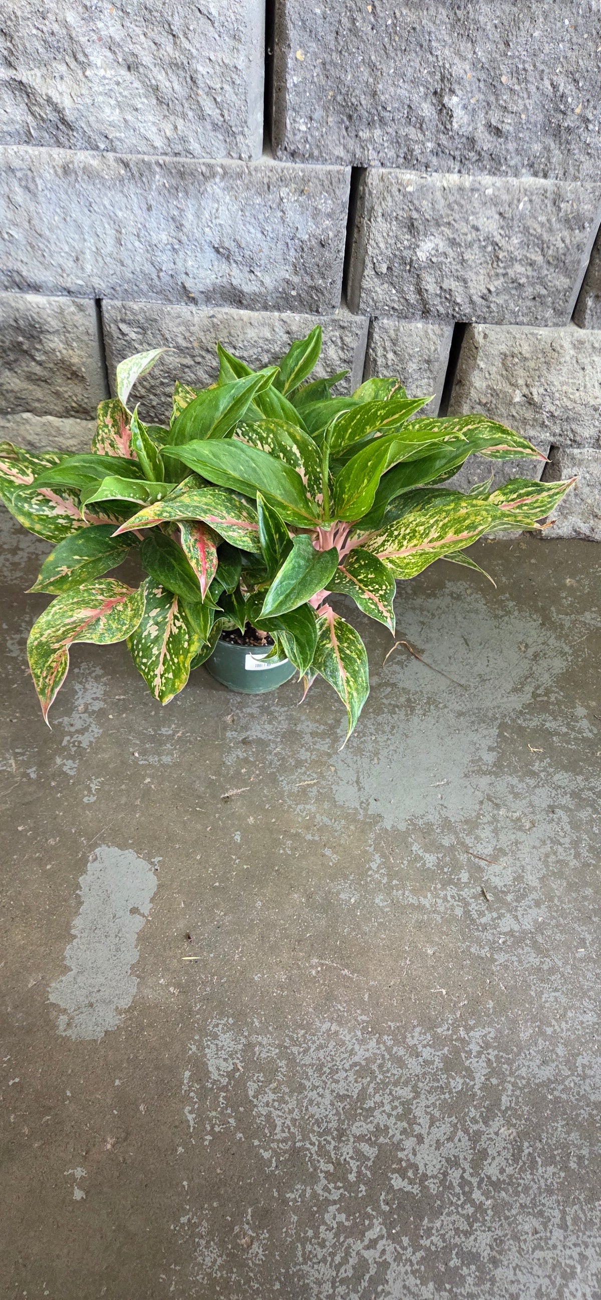 Aglaonema 'Star Shinning'