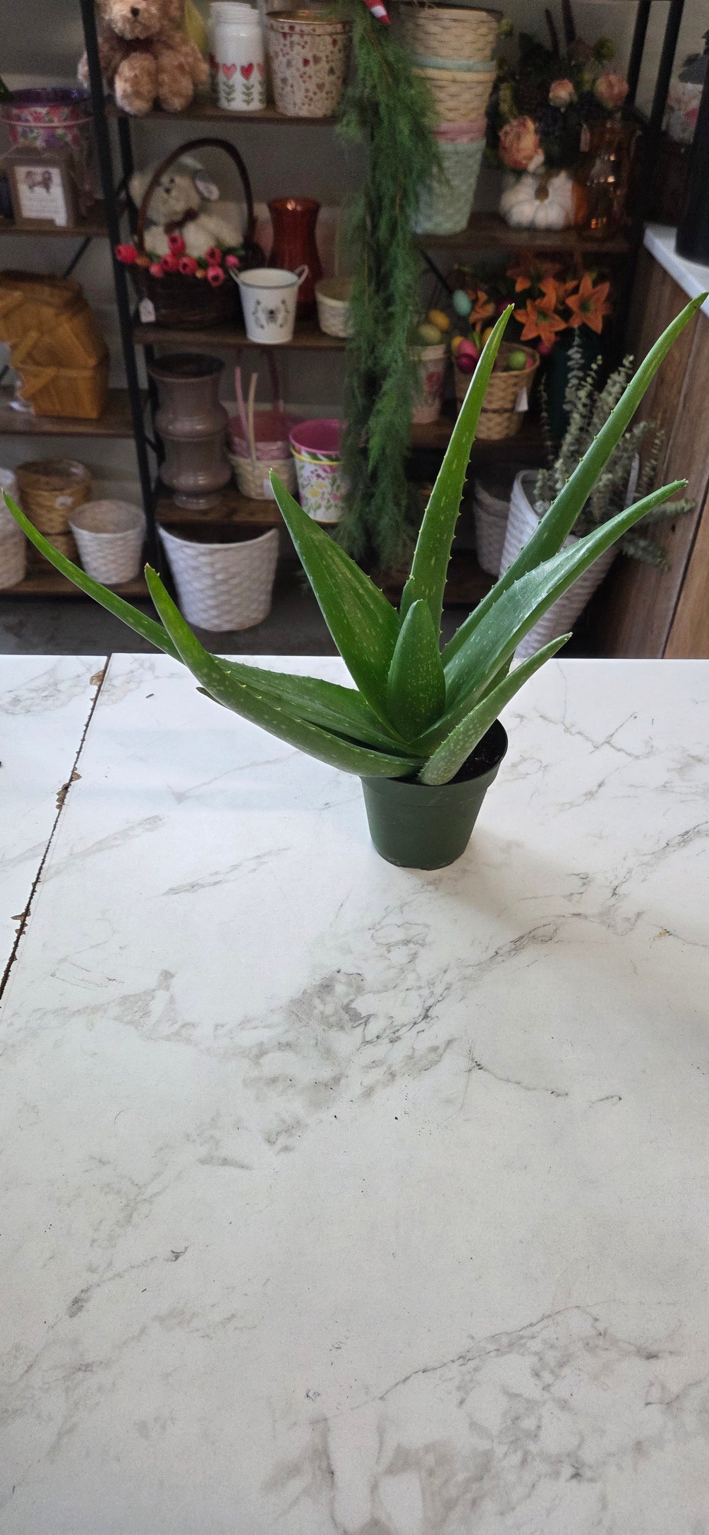 Aloe Vera Cactus