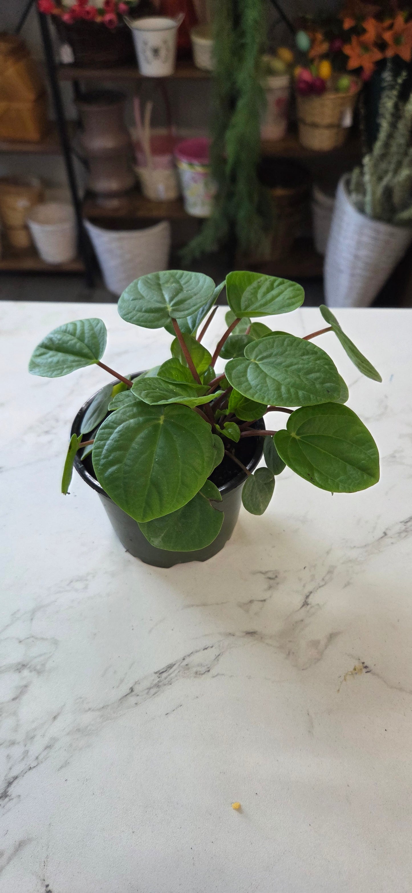 Peperomia Ripple