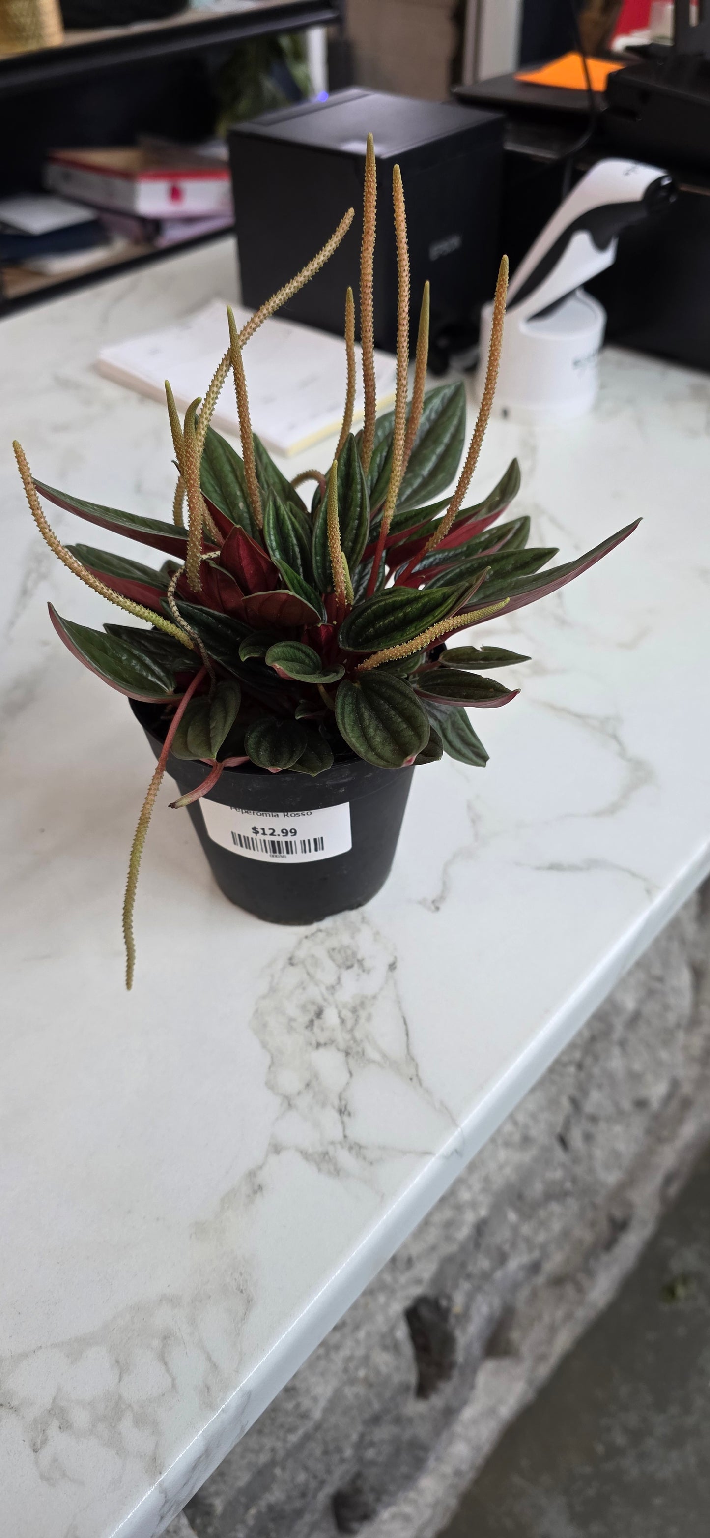 Peperomia Rosso
