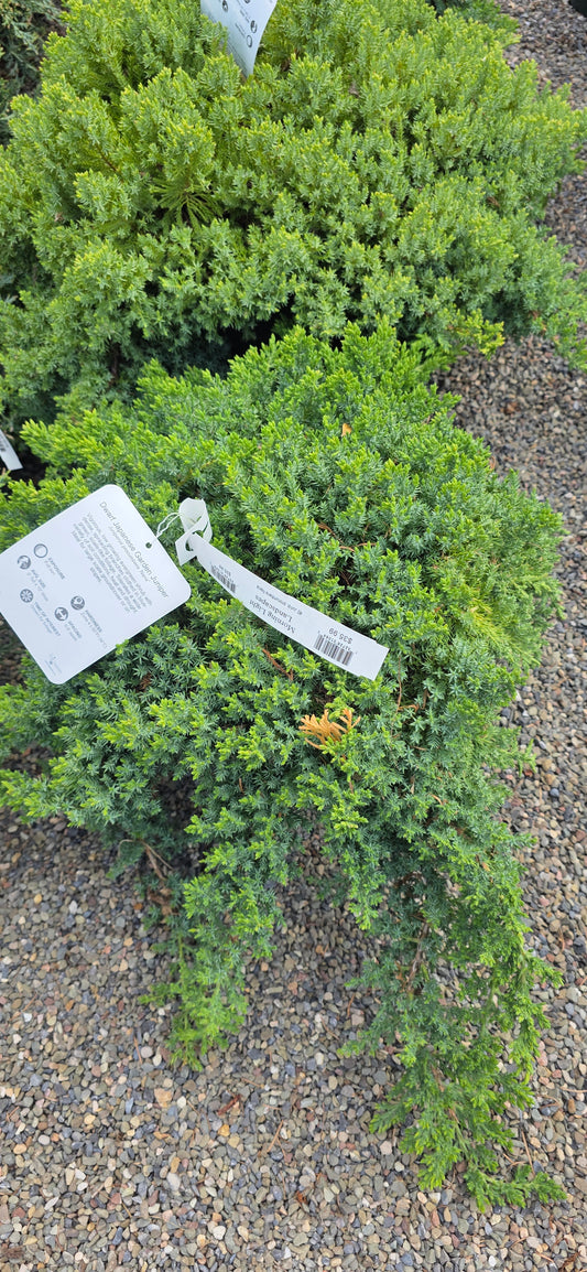 Juniper Procumbens 'Nana'