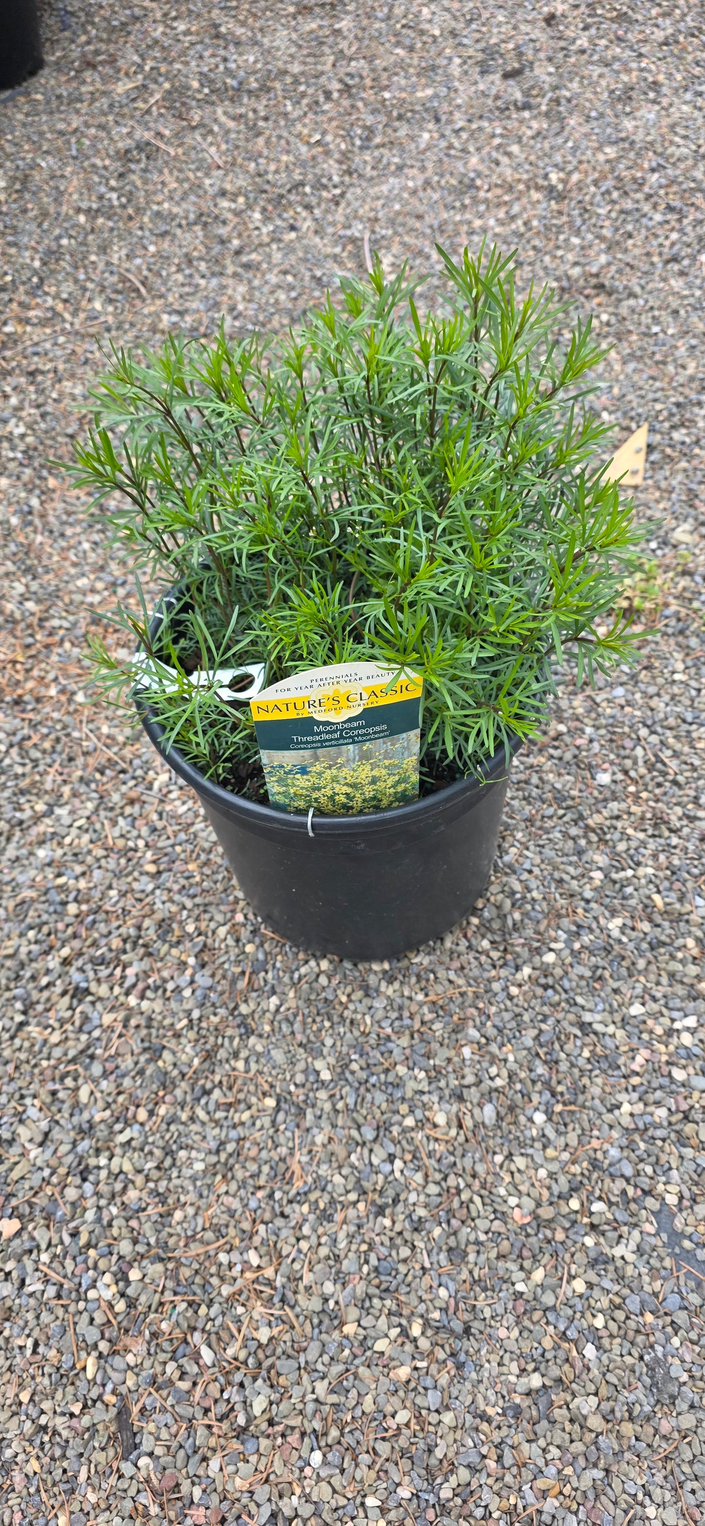 Coreopsis Verticillata 'Moonbeam'