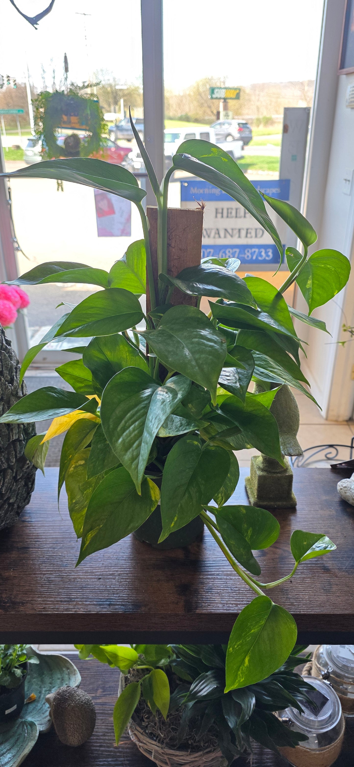Totem Golden Pothos