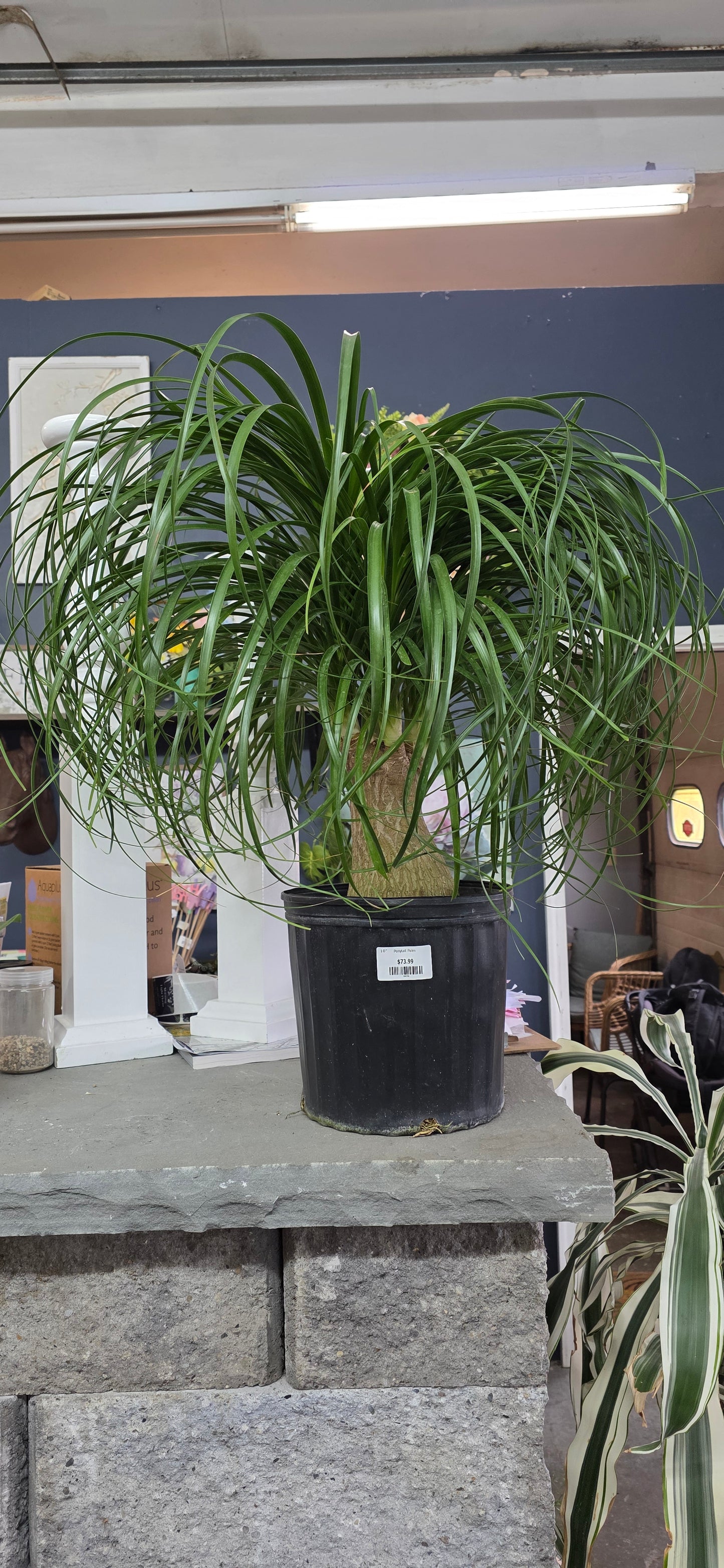 Ponytail Palm