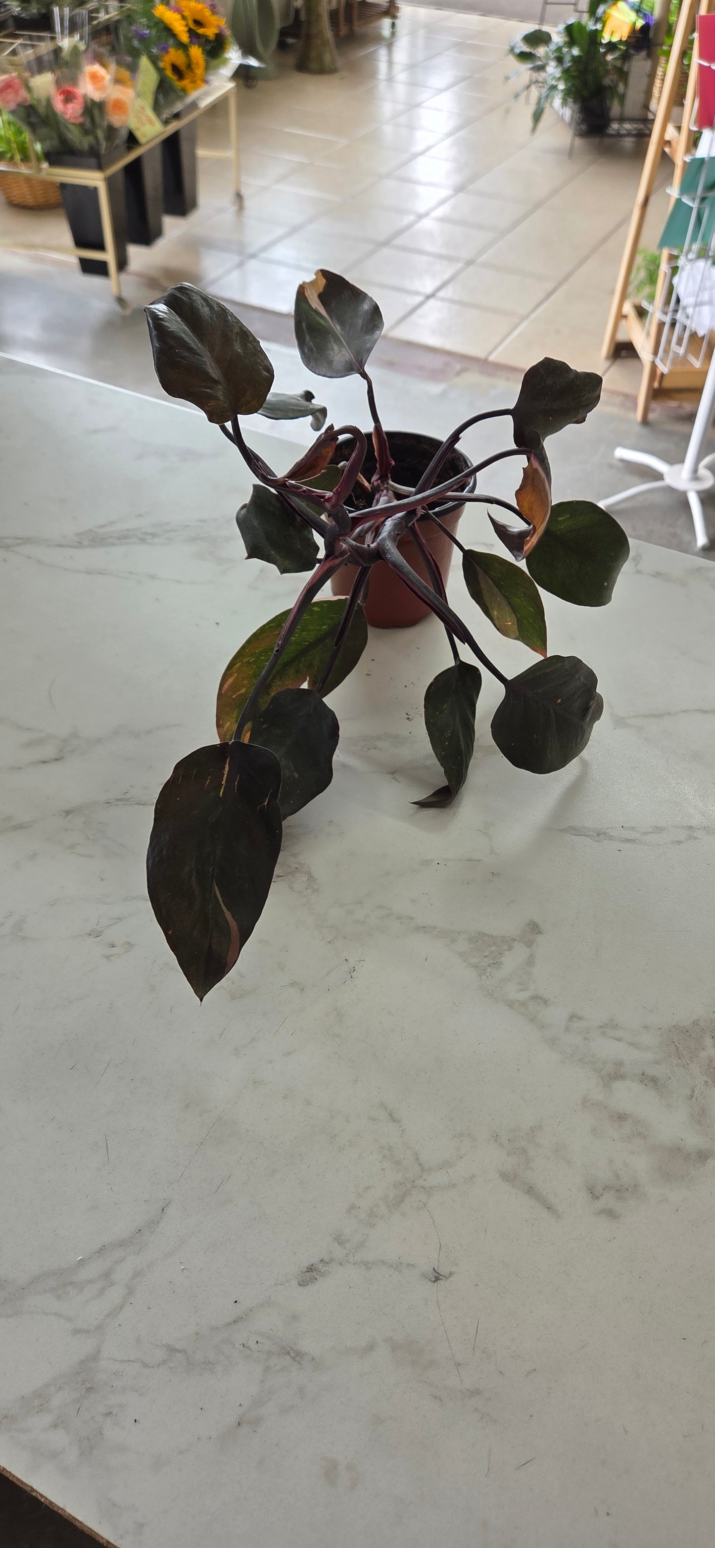 Pink Princess Philodendron