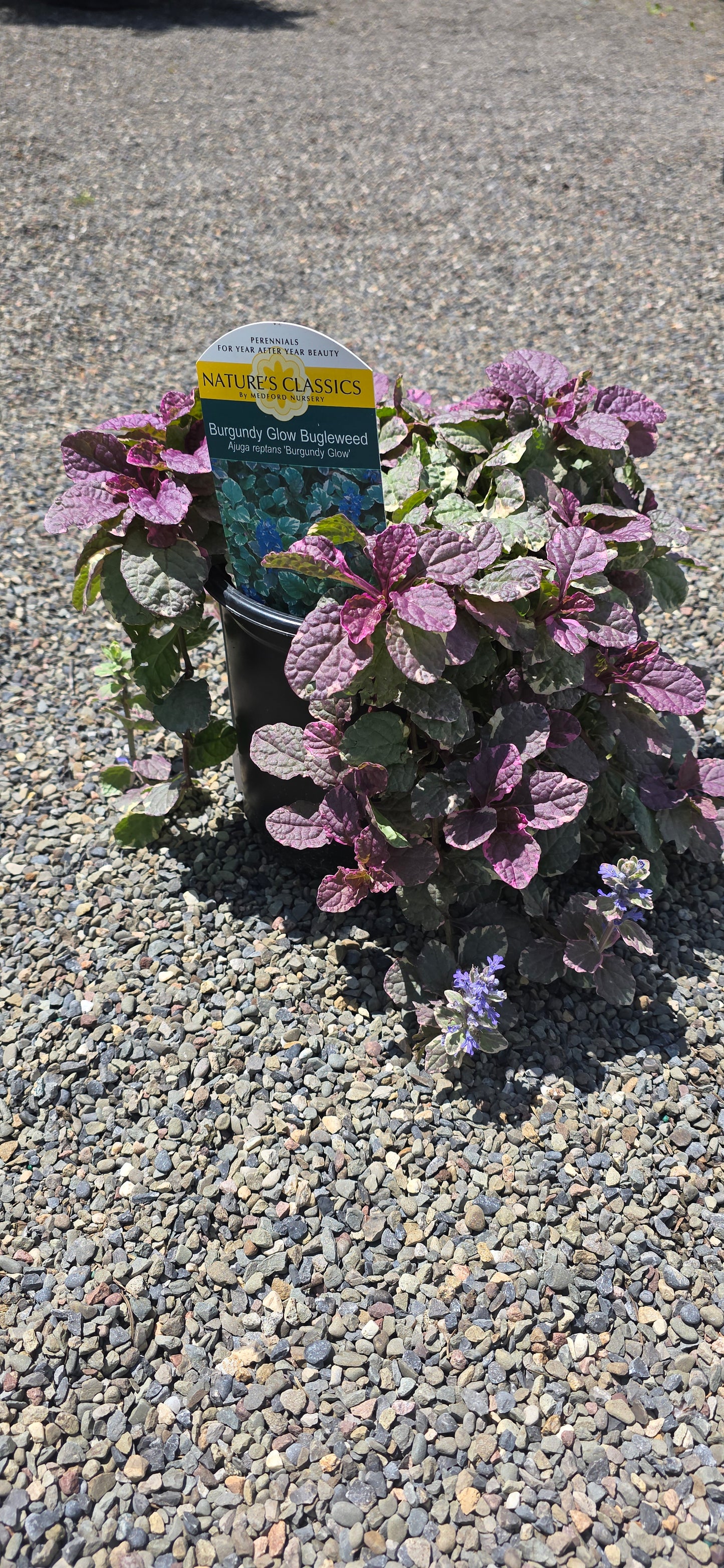 Ajuga Reptans 'Burgundy Glow'