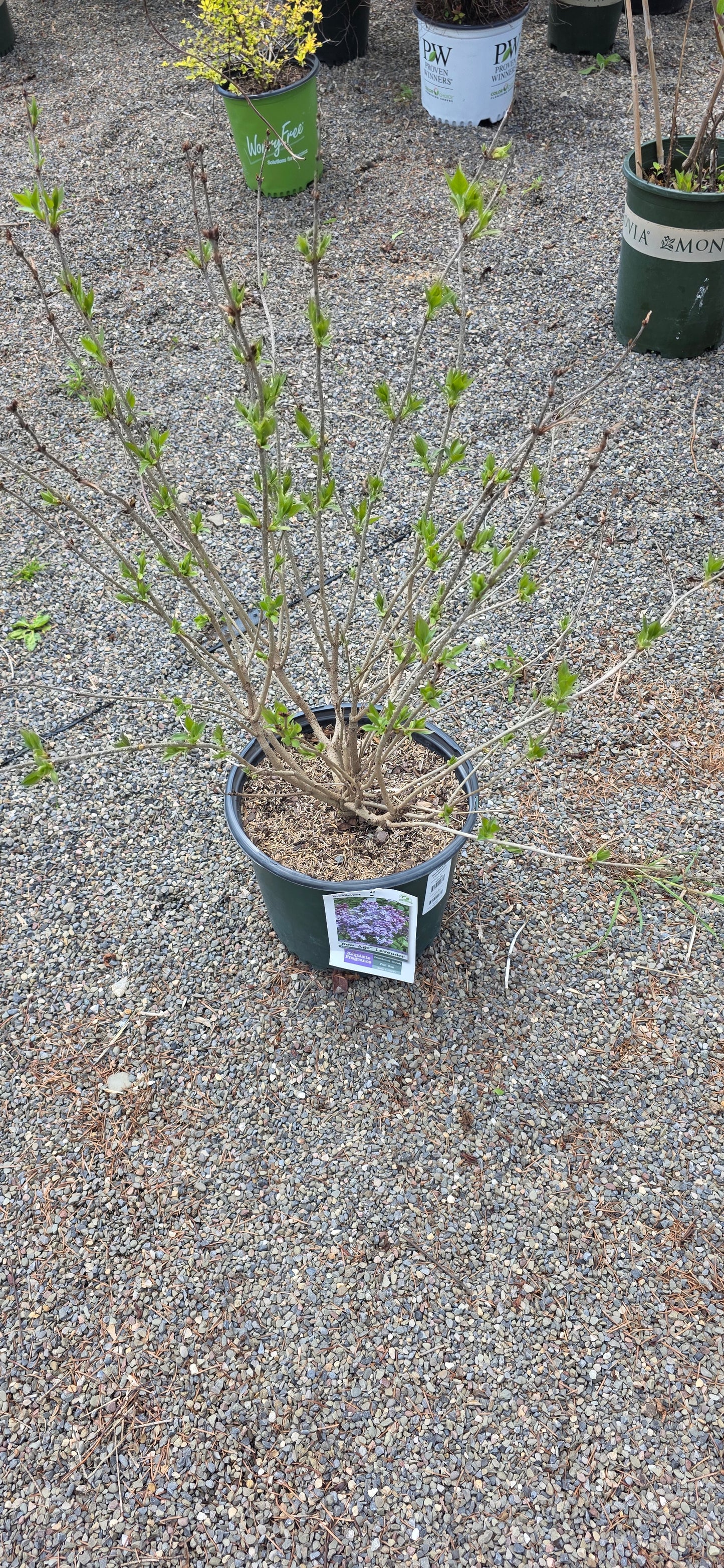Lilac 'New Age Lavender'