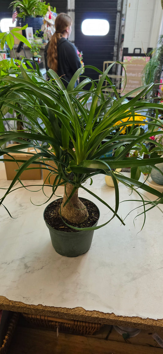 Ponytail Palm