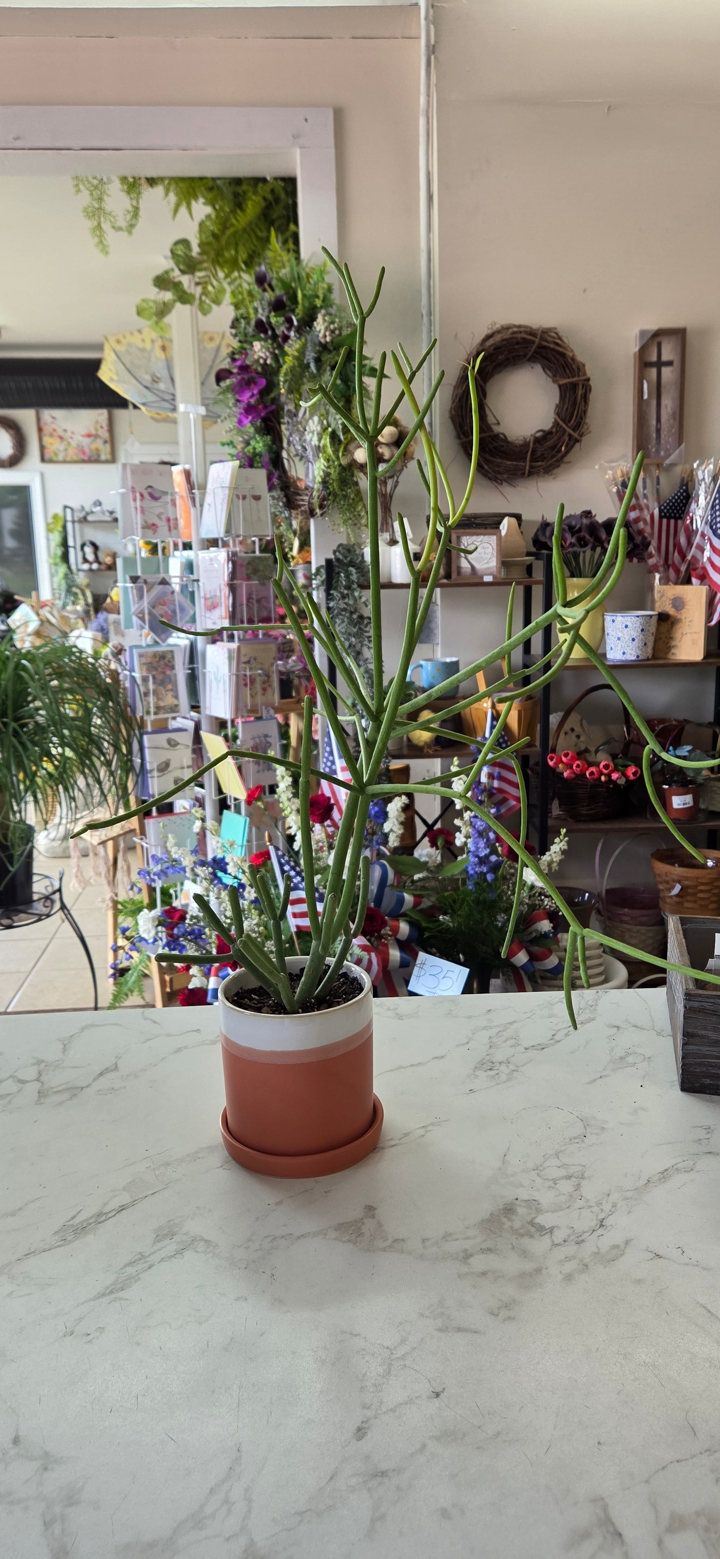Potted Fire Stick