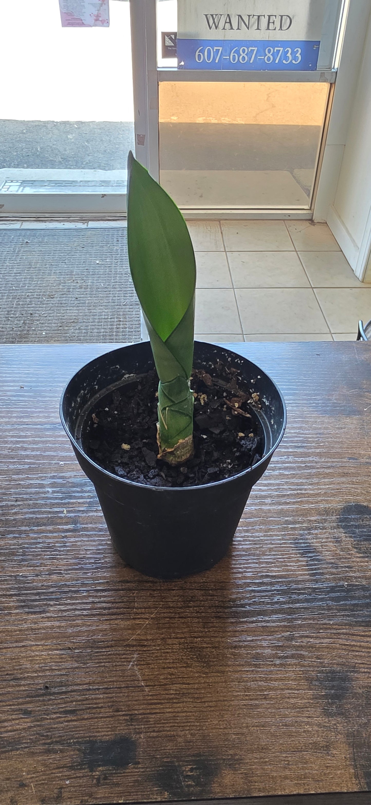Pup Snake plant
