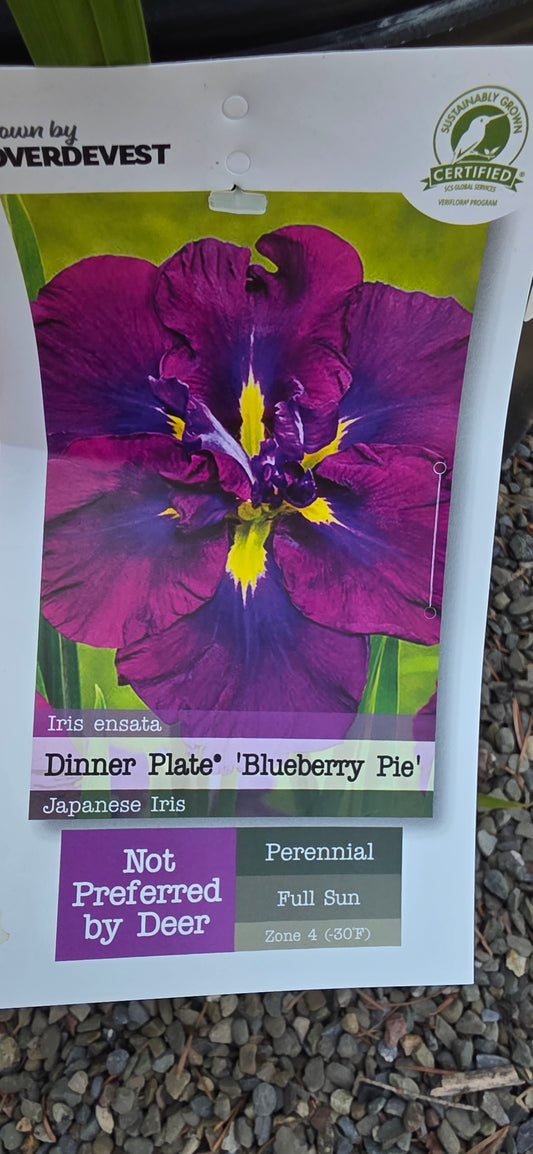 Iris Dinner Plate 'Blueberry Pie'