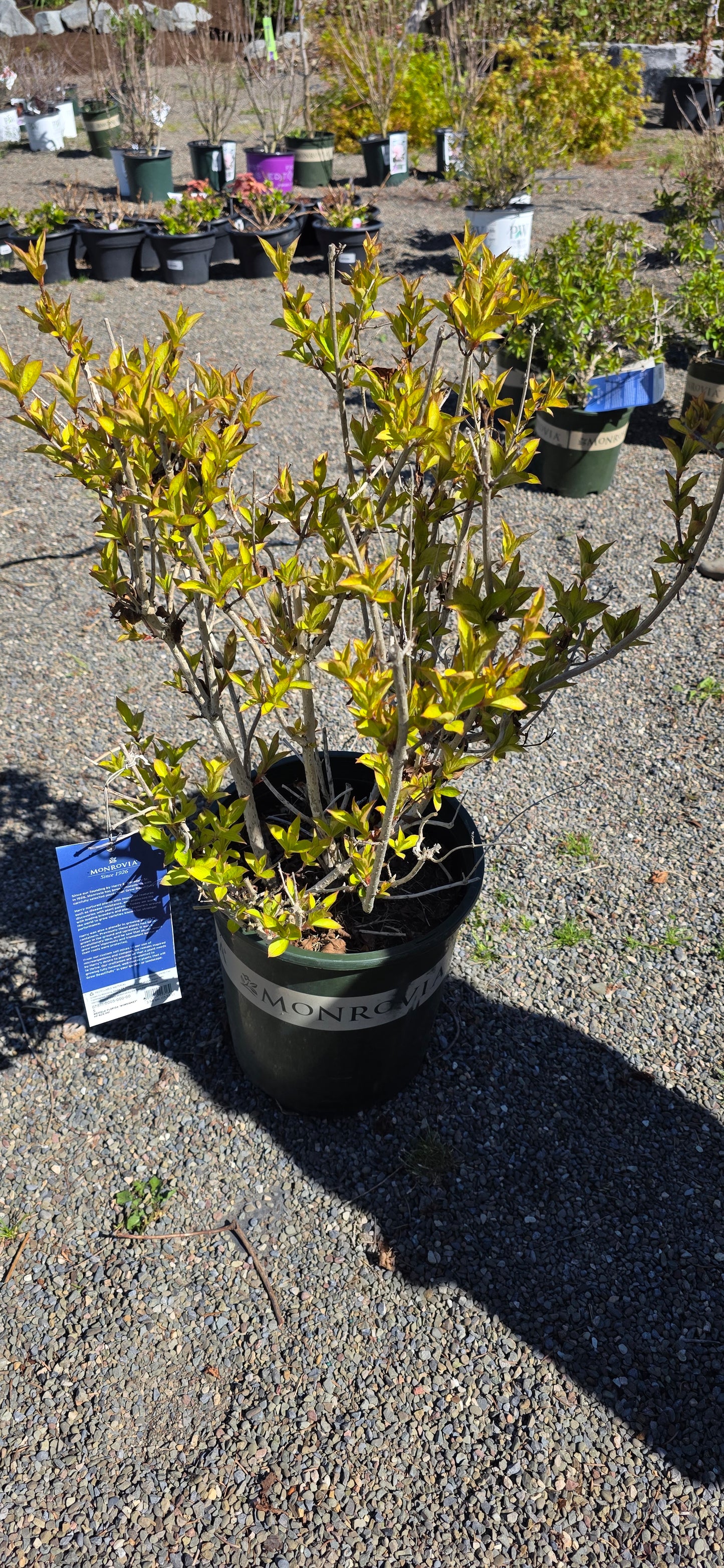Golden Jackpot Weigela