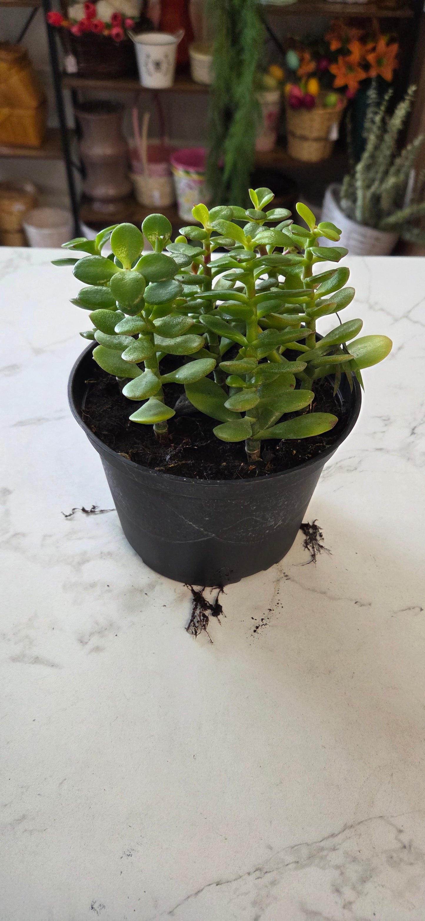 Cactus Jade