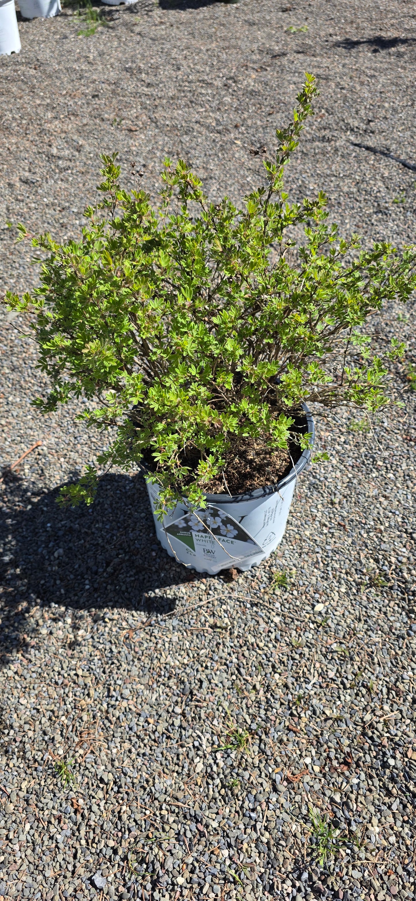 Potentilla 'Happy Face White'
