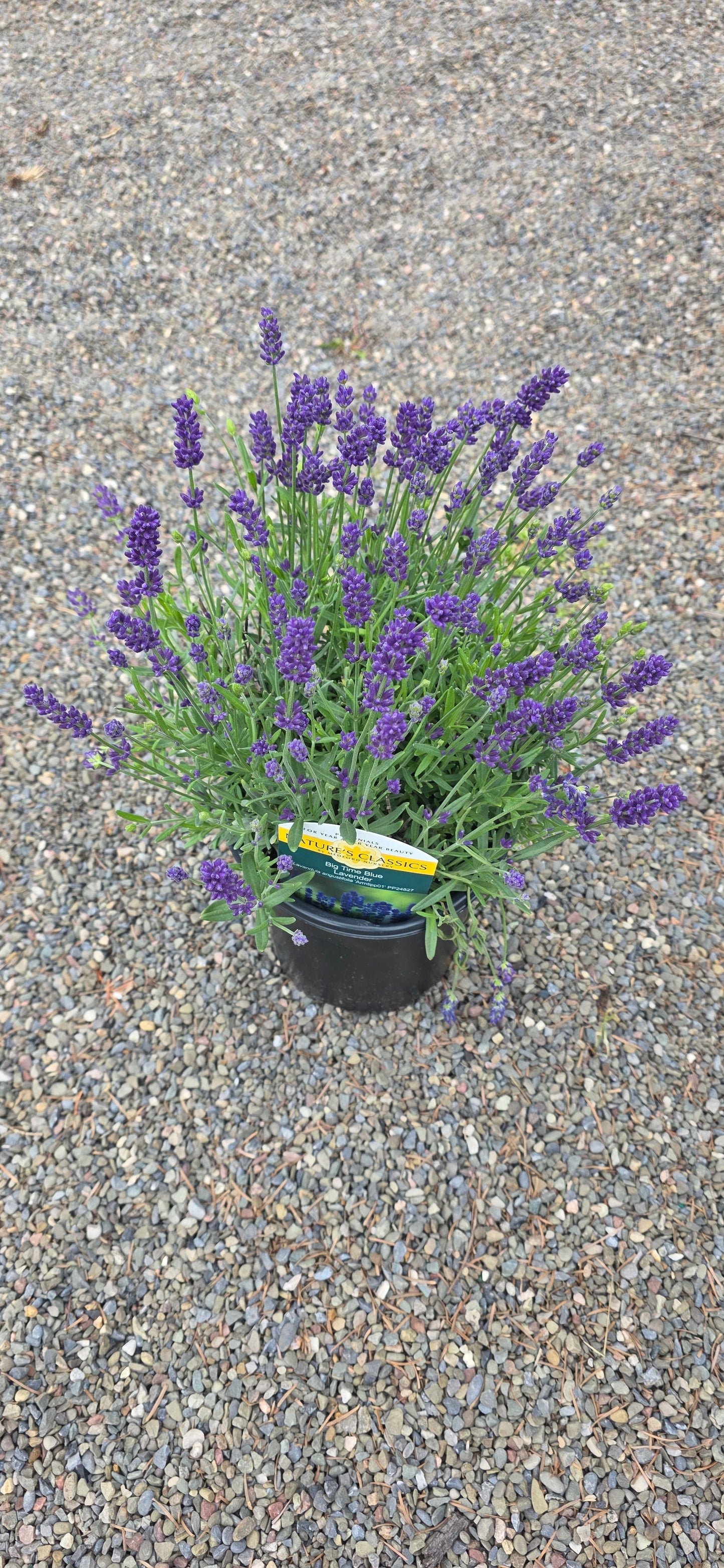 Lavandula 'Big Time Blue'