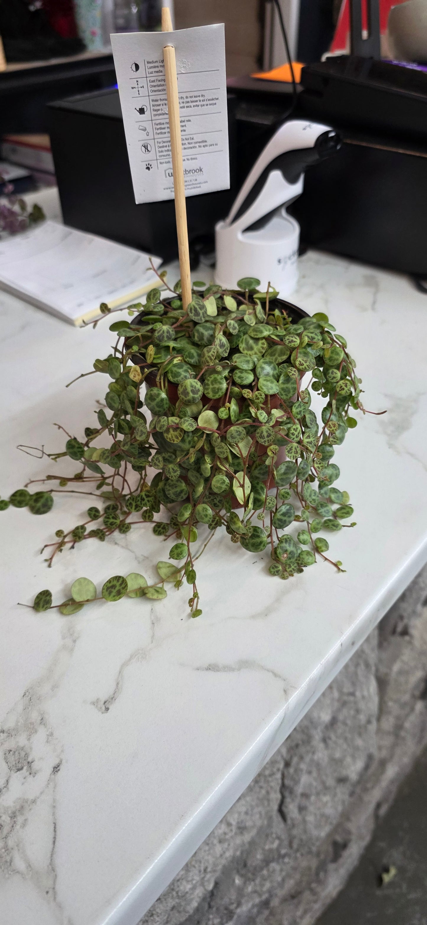 String Of Turtles
