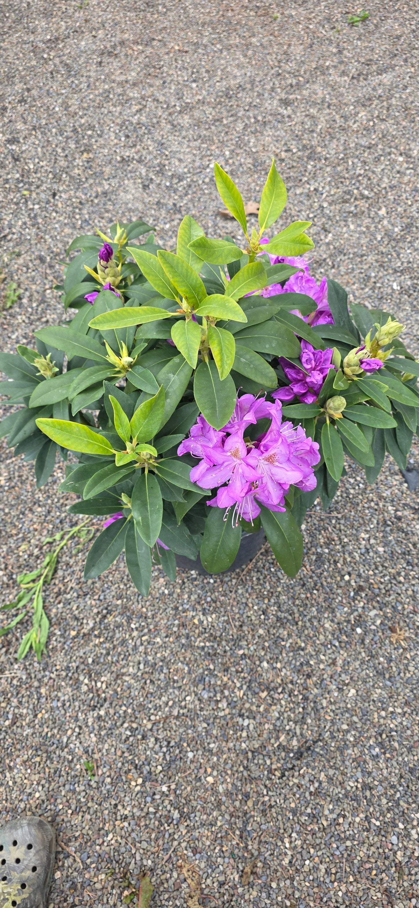 Rhododendron 'Purpureum Elegans'