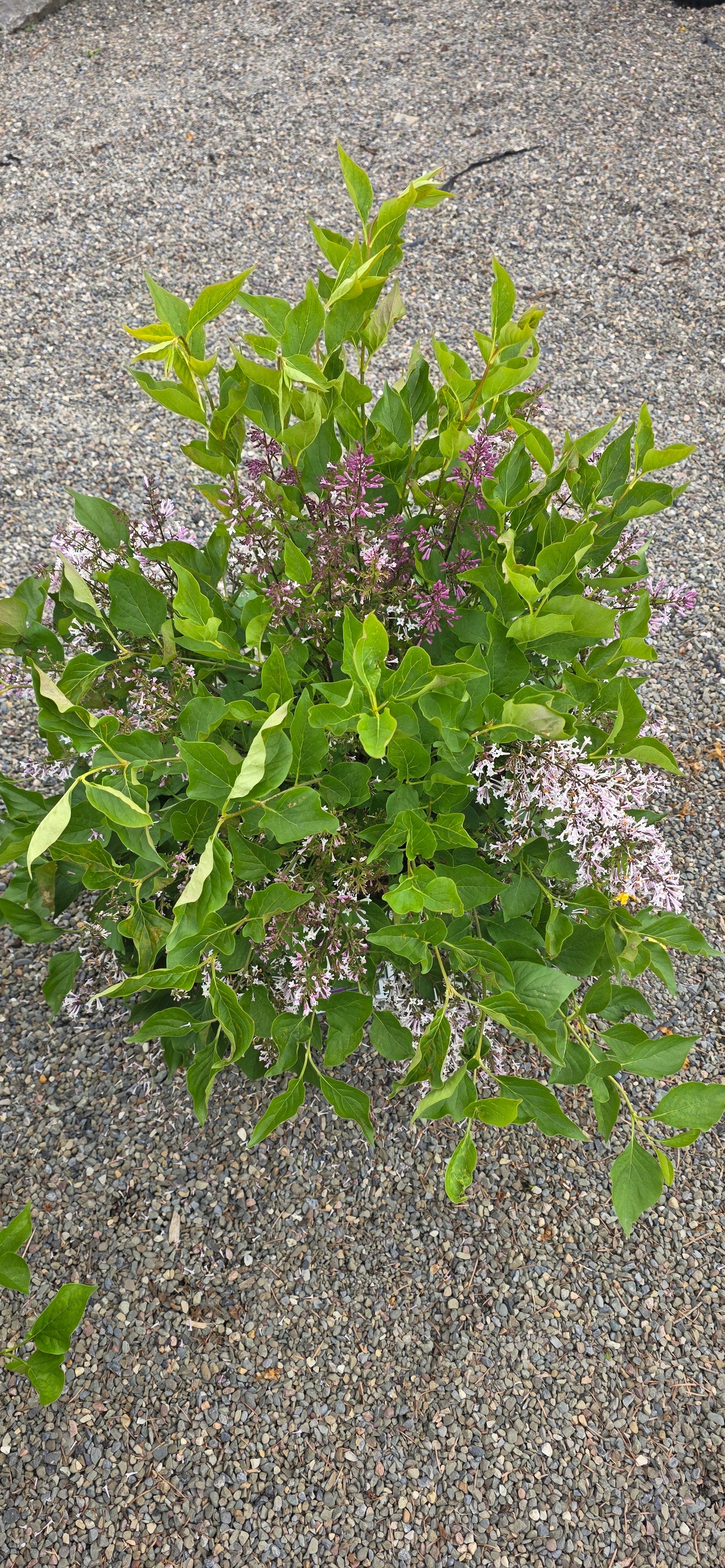 Lilac 'Miss Kim'