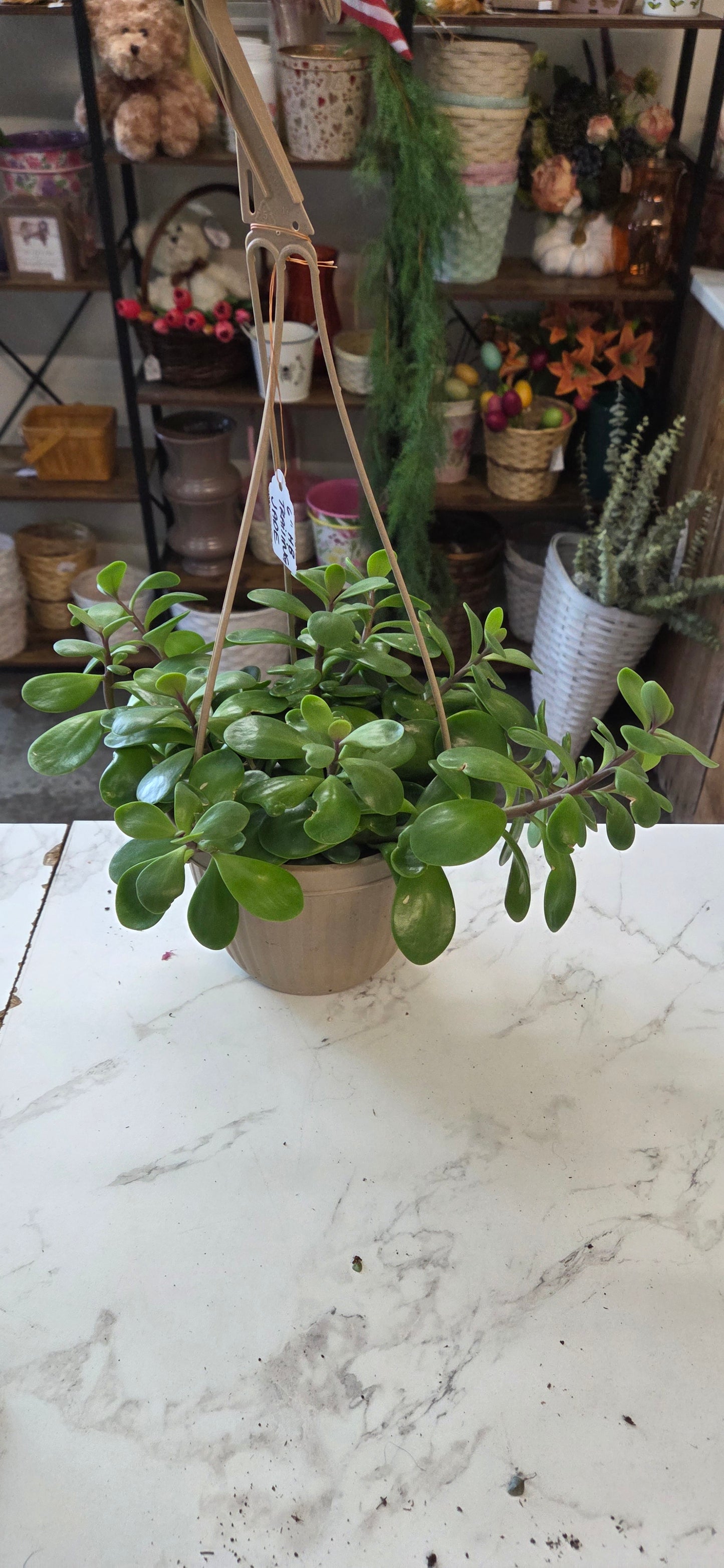 HB Trailing Jade