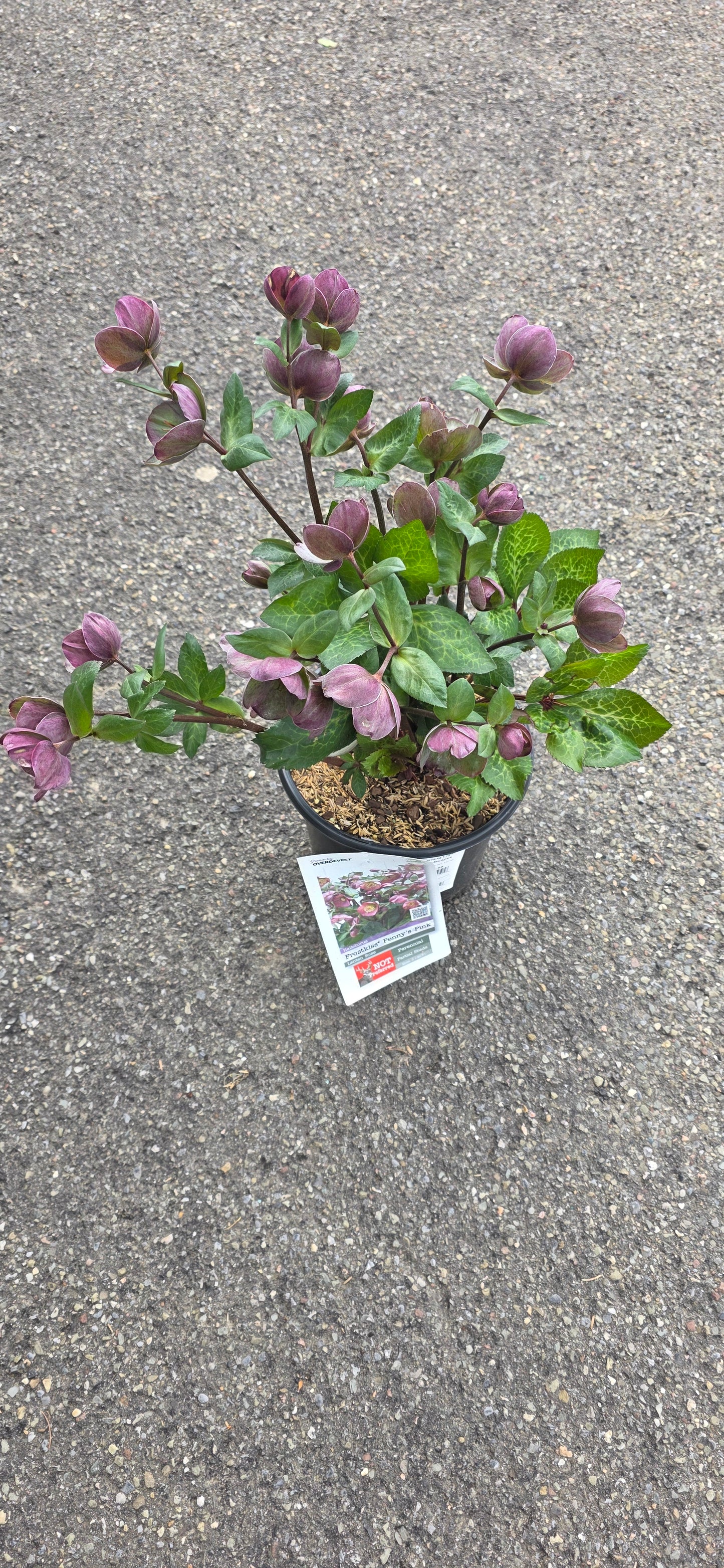 Helleborus Frostkiss Penny's Pink