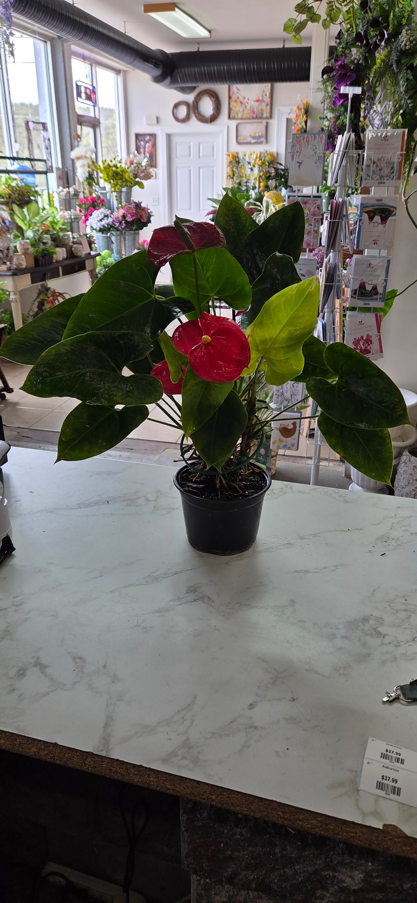 Anthurium