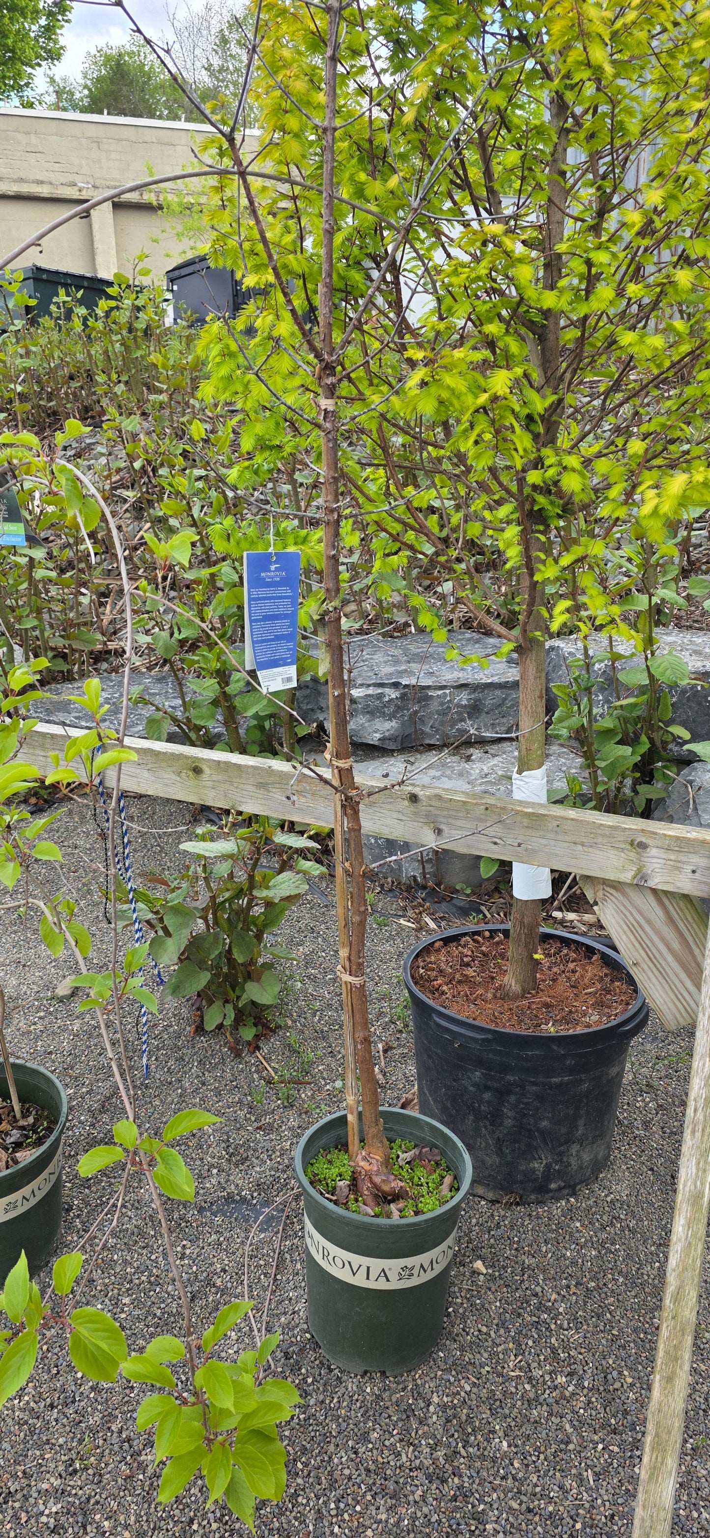 Paperbark Maple