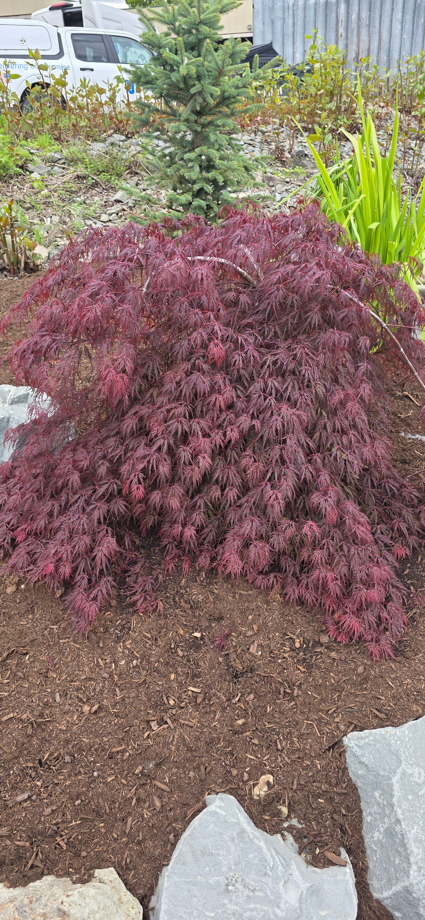 Japanese Maple 'Tamukeyama'