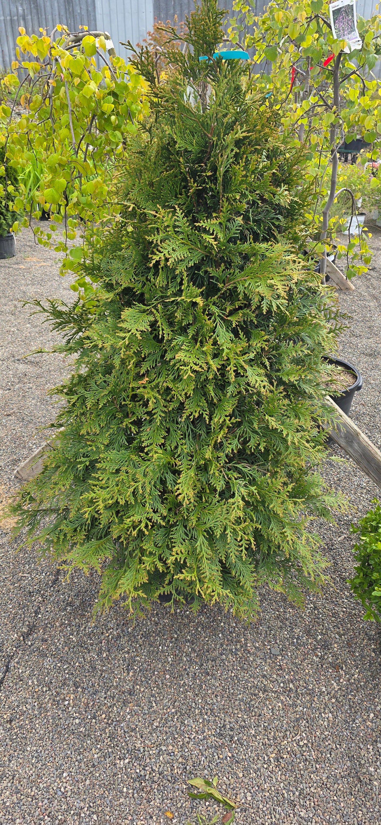 Arborvitae 'Green Giant'