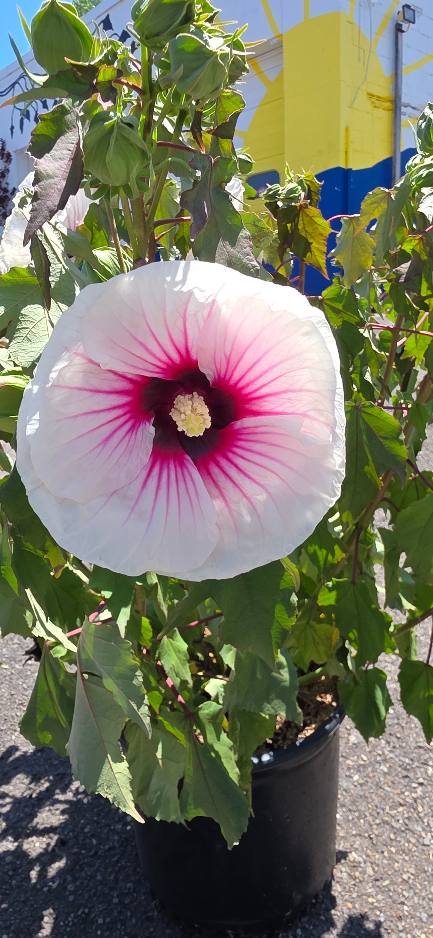 Rose of Sharon 'Angel Eyes'