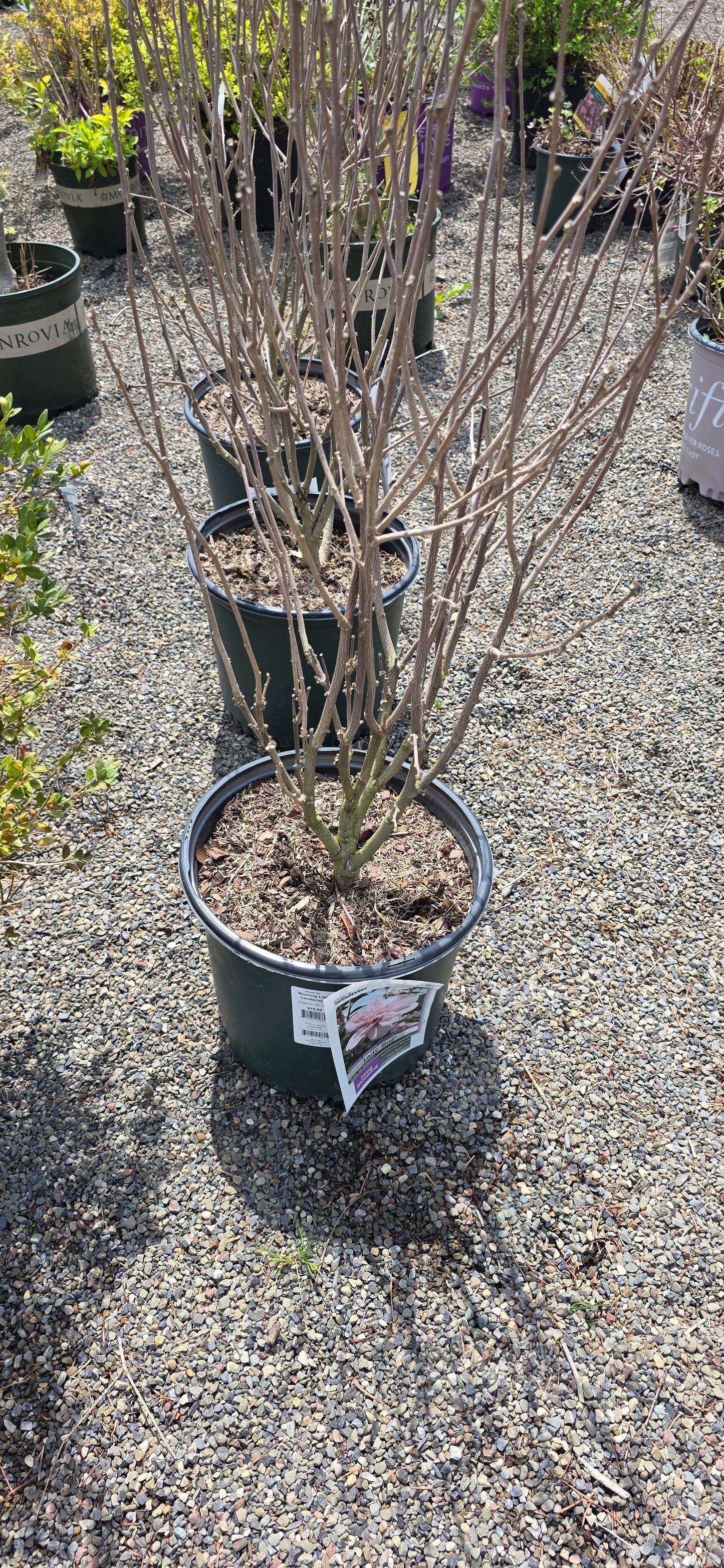 Rose Of Sharon 'Lady Bug'