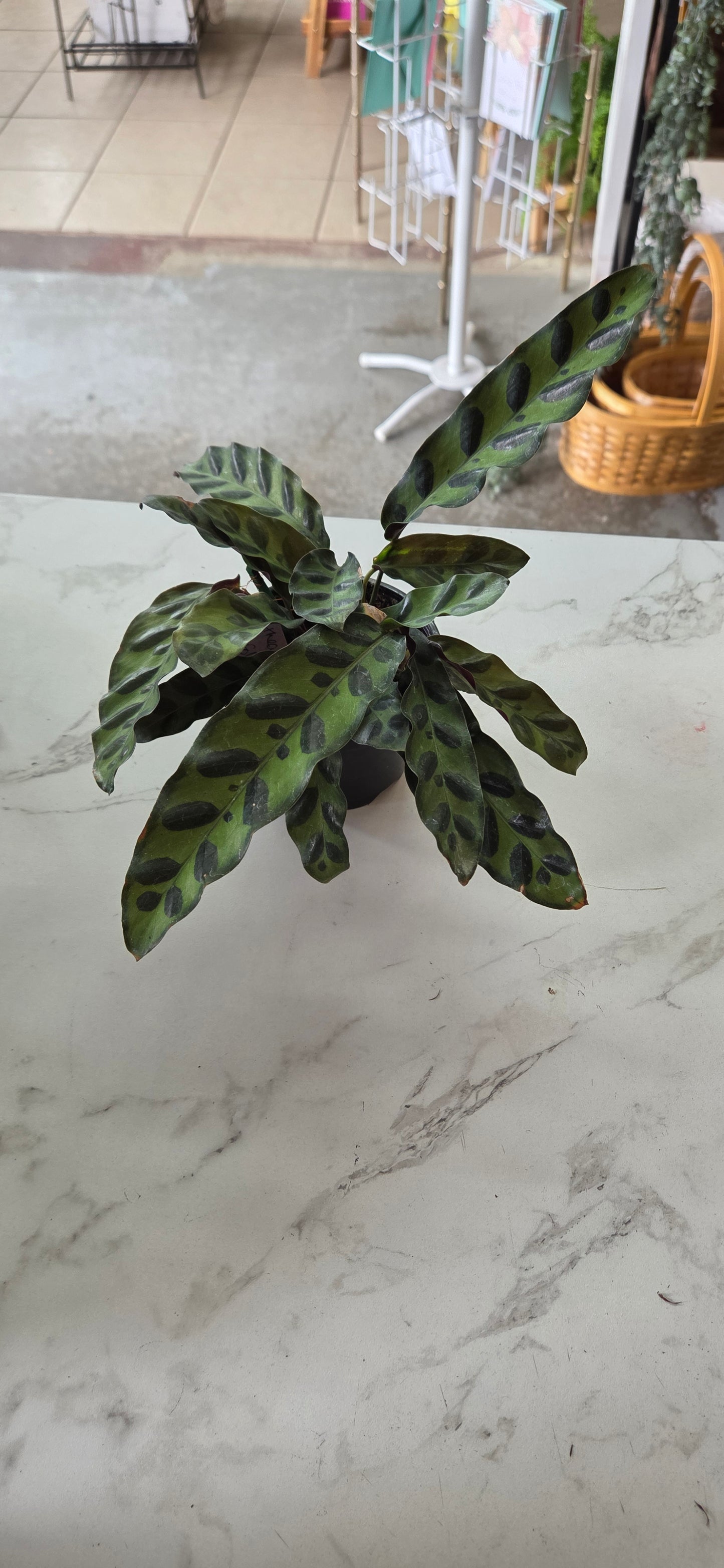 Calathea Lancifolia