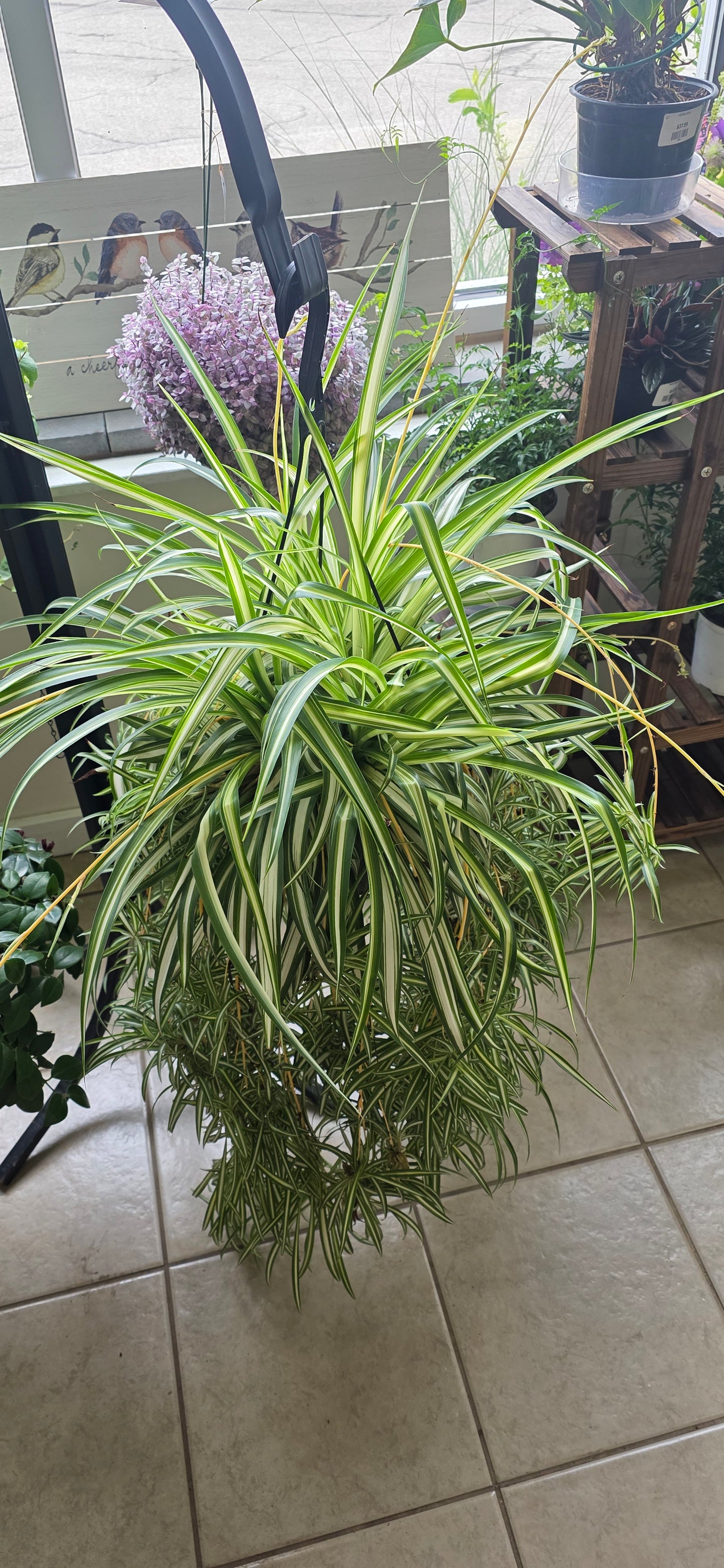 Variegated Spider Plant