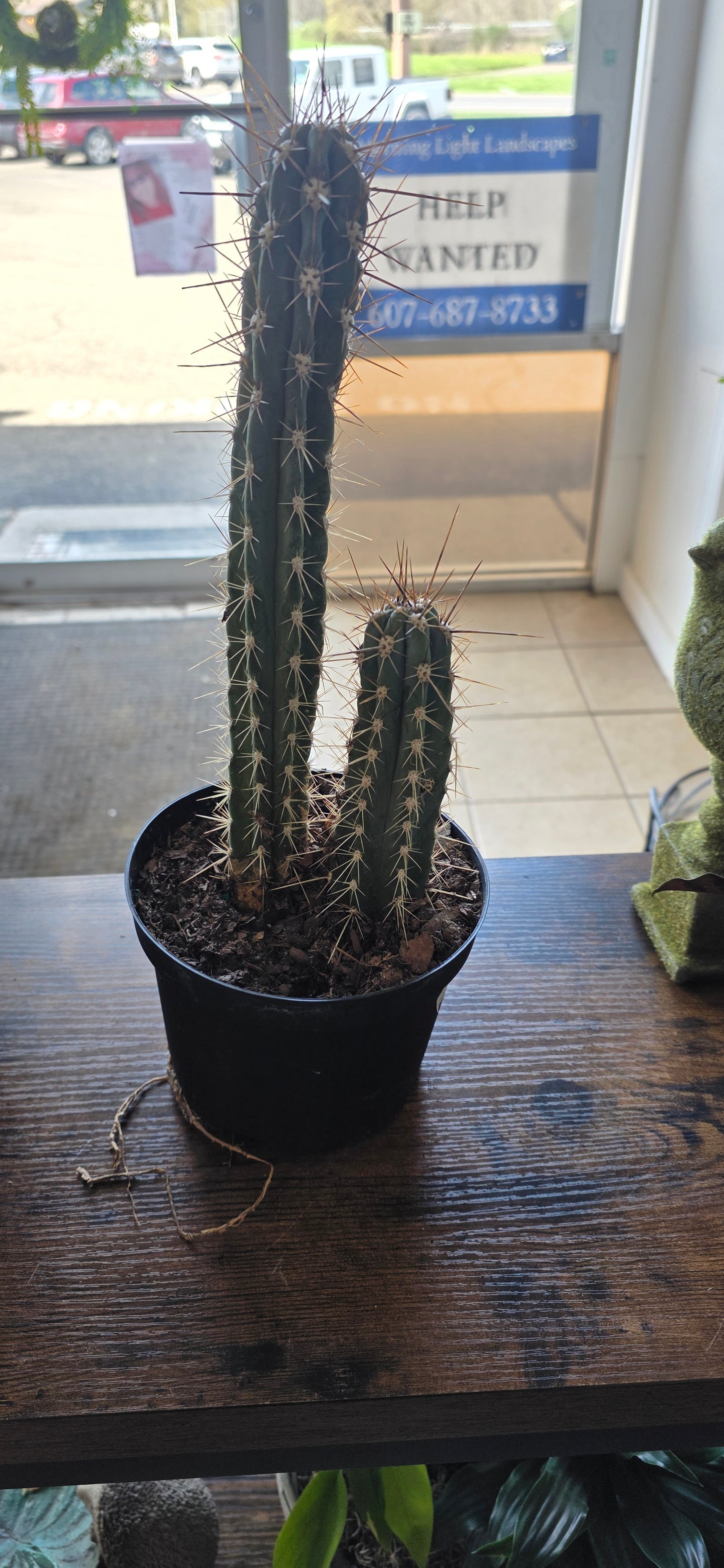 Tooth Pick Cactus