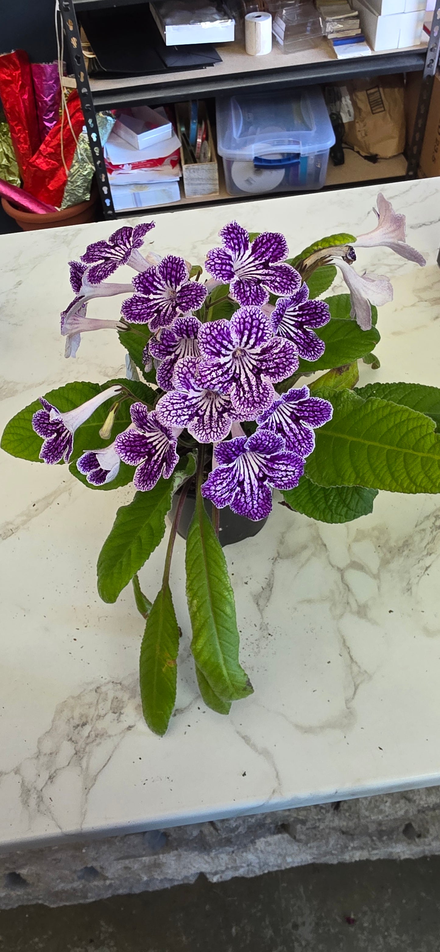 Streptocarpus Assorted