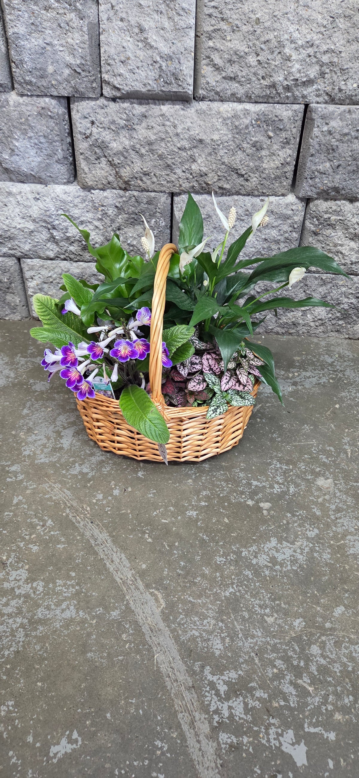 Assorted Dish Garden