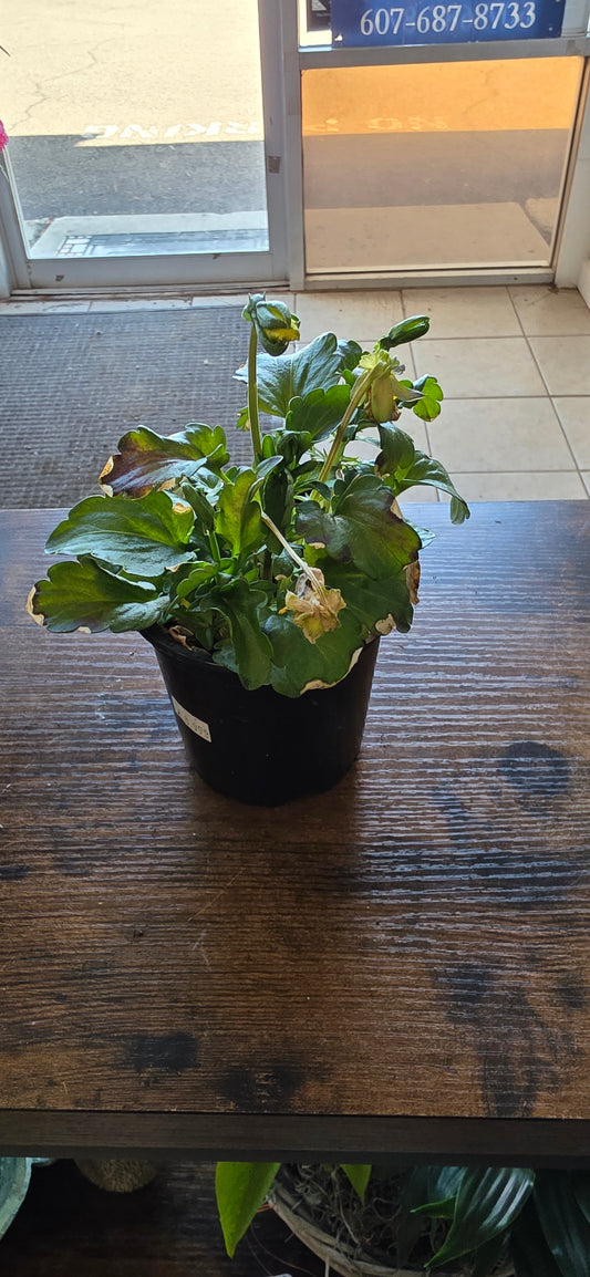 Assorted Pansy