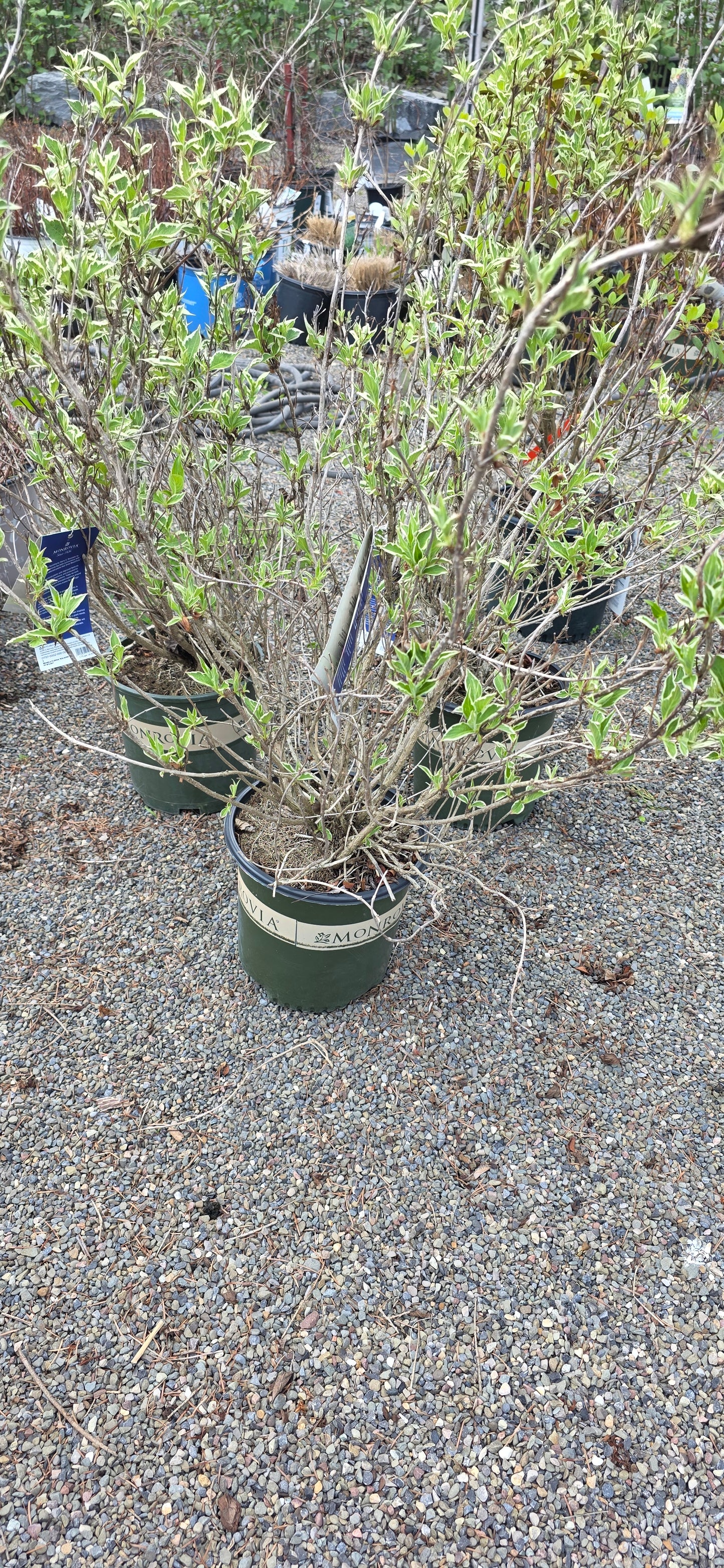 Magical Fantasy Weigela