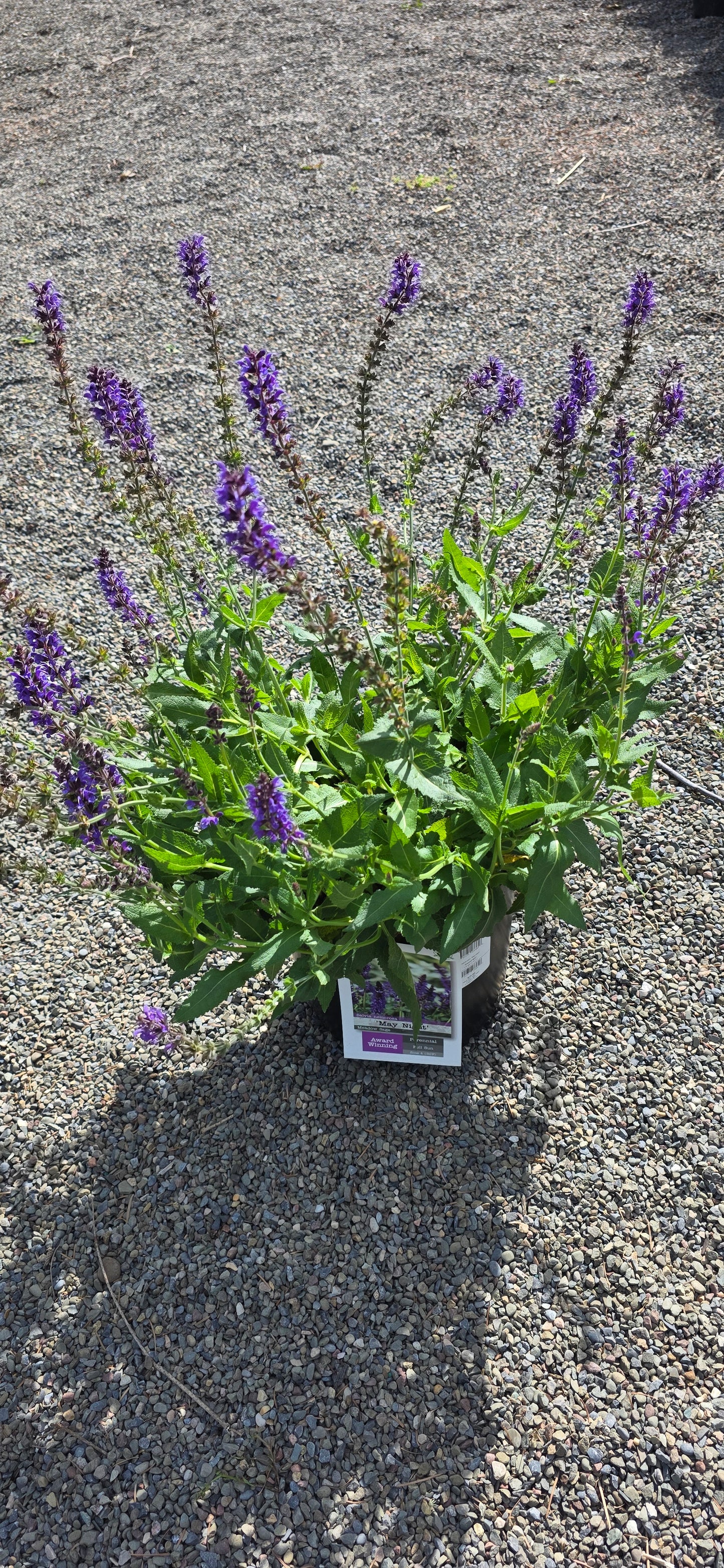 Salvia 'May Night'