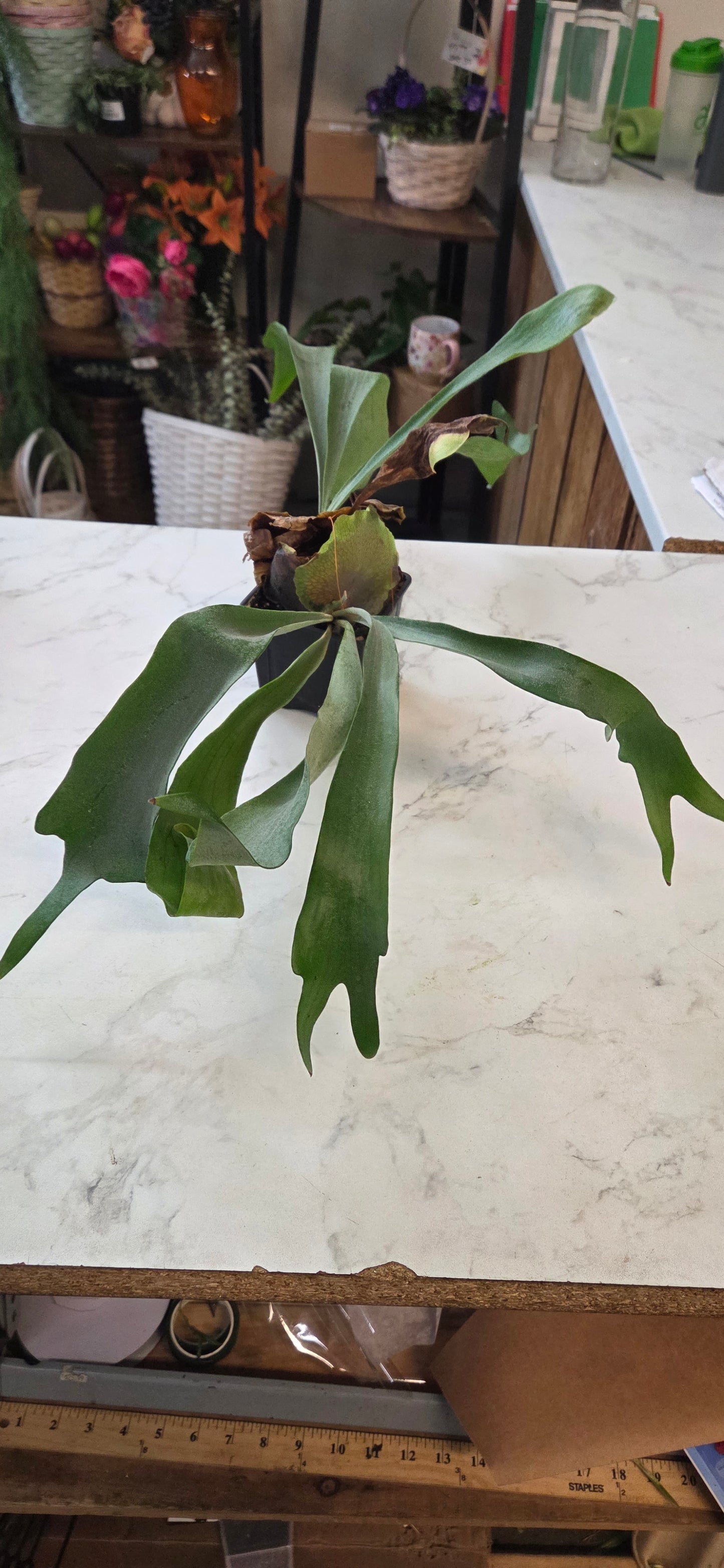 Staghorn Fern