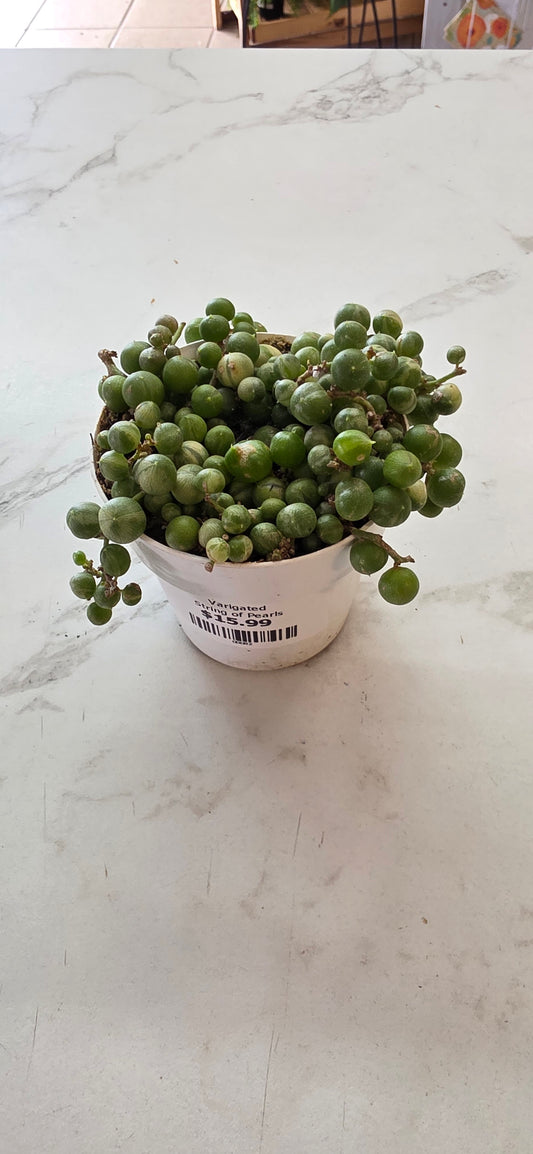 String Of Pearls