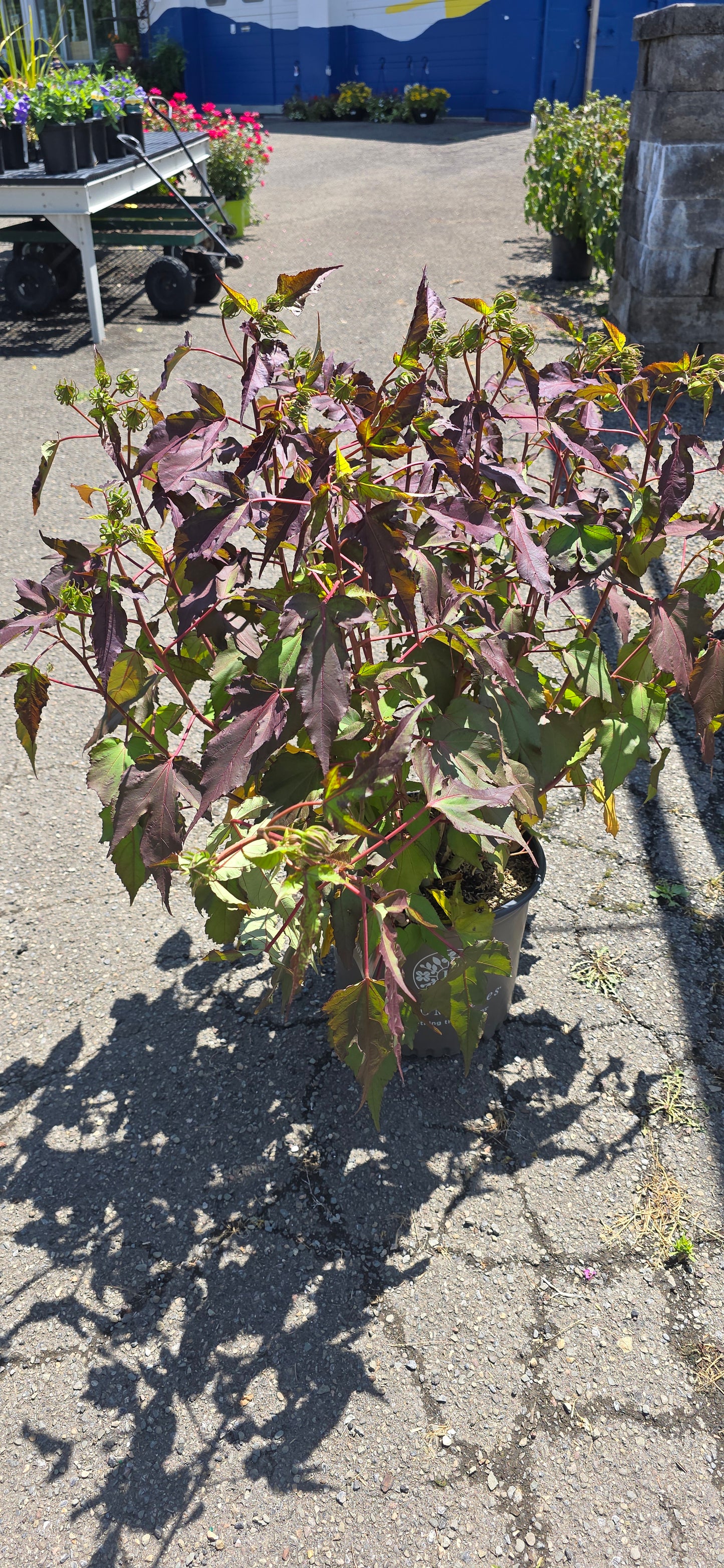 Rose of Sharon 'Head Over Heels Adore'